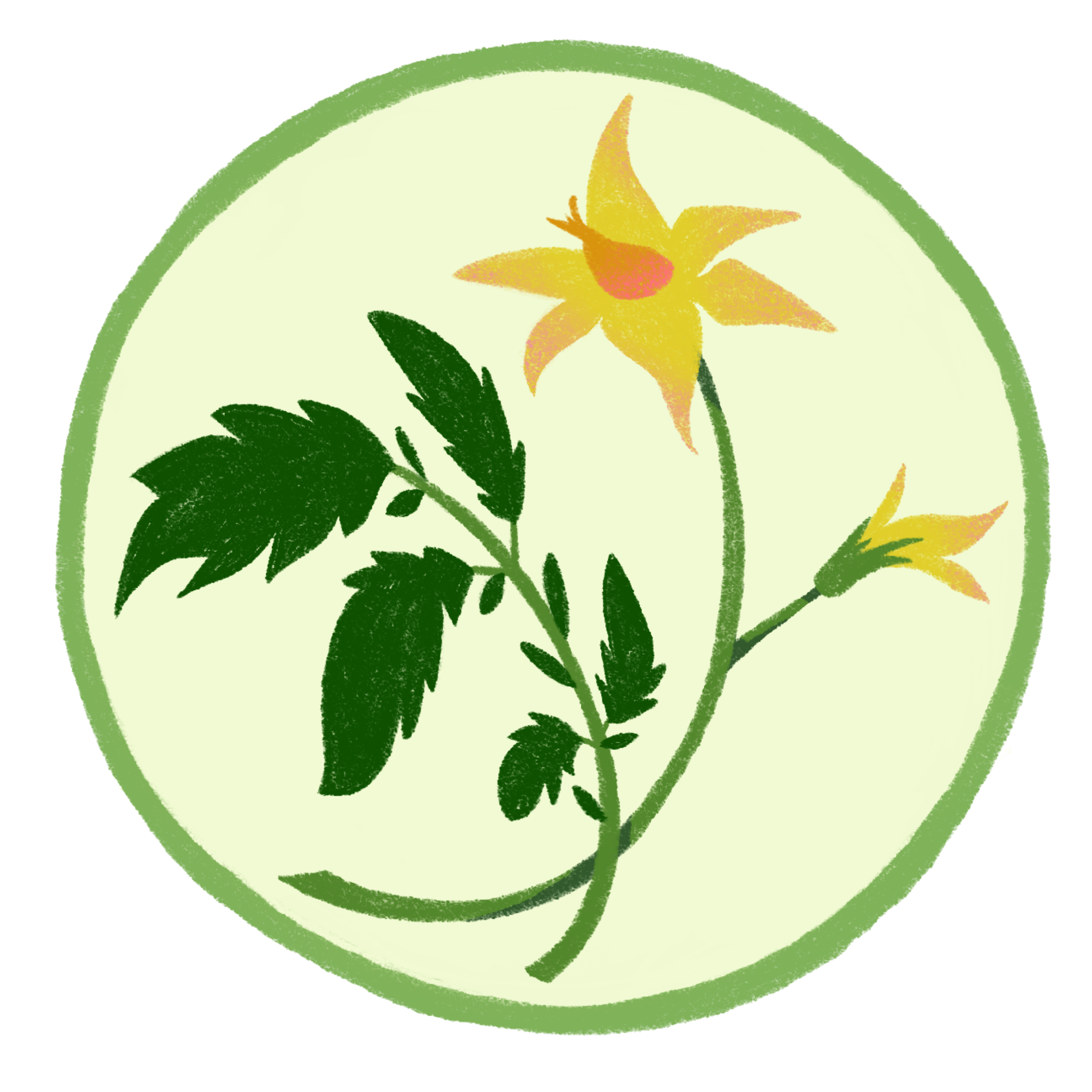Tomato Buds