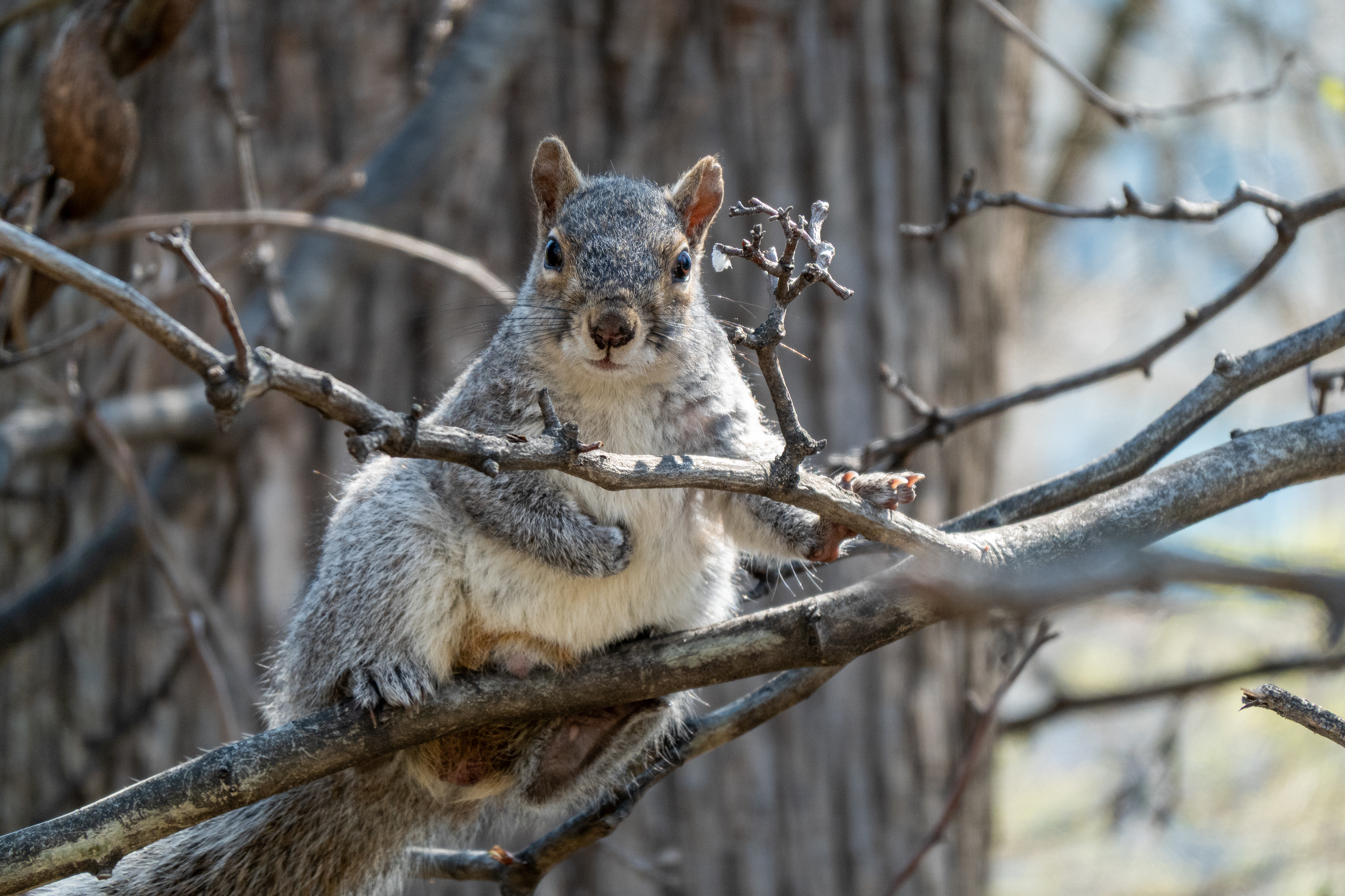City Squirrel - 2026
