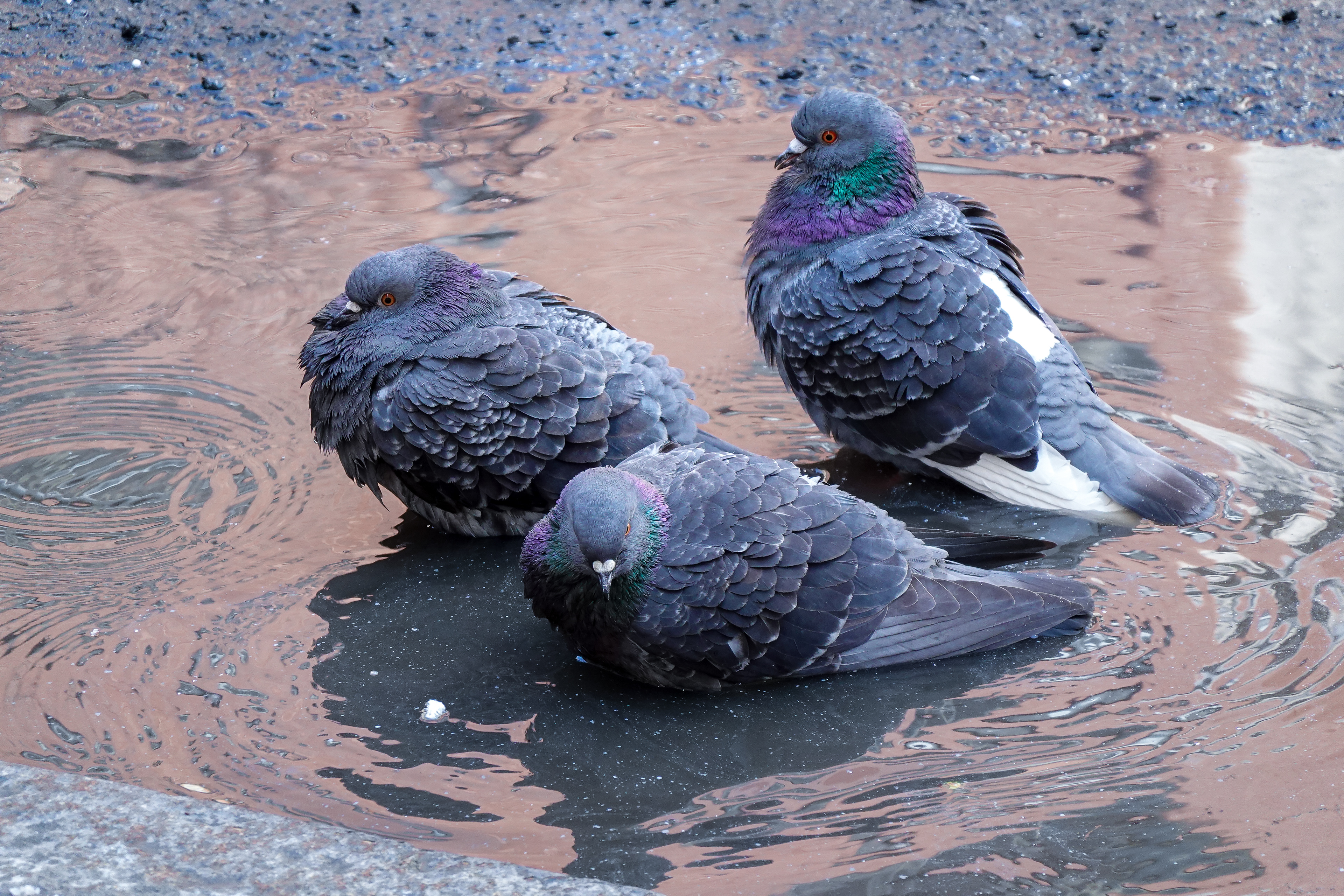Pigeon Bath - 2026