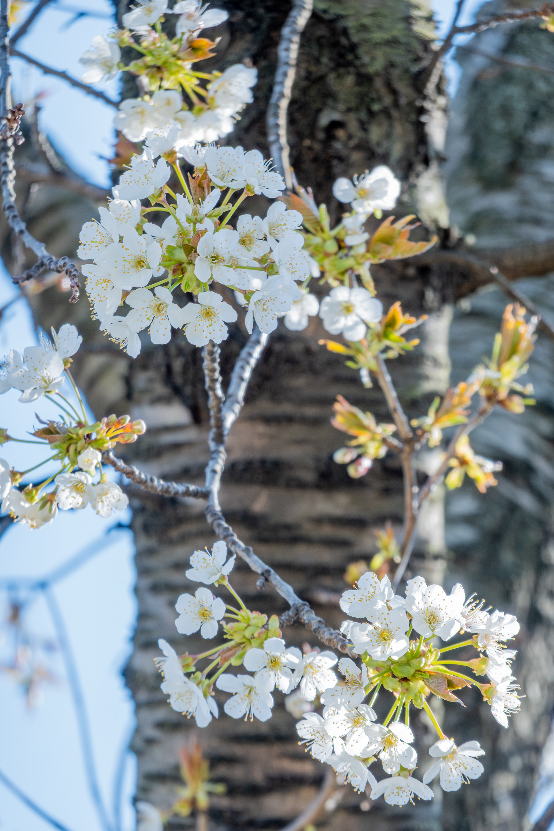 Cherry Blossoms - 2026
