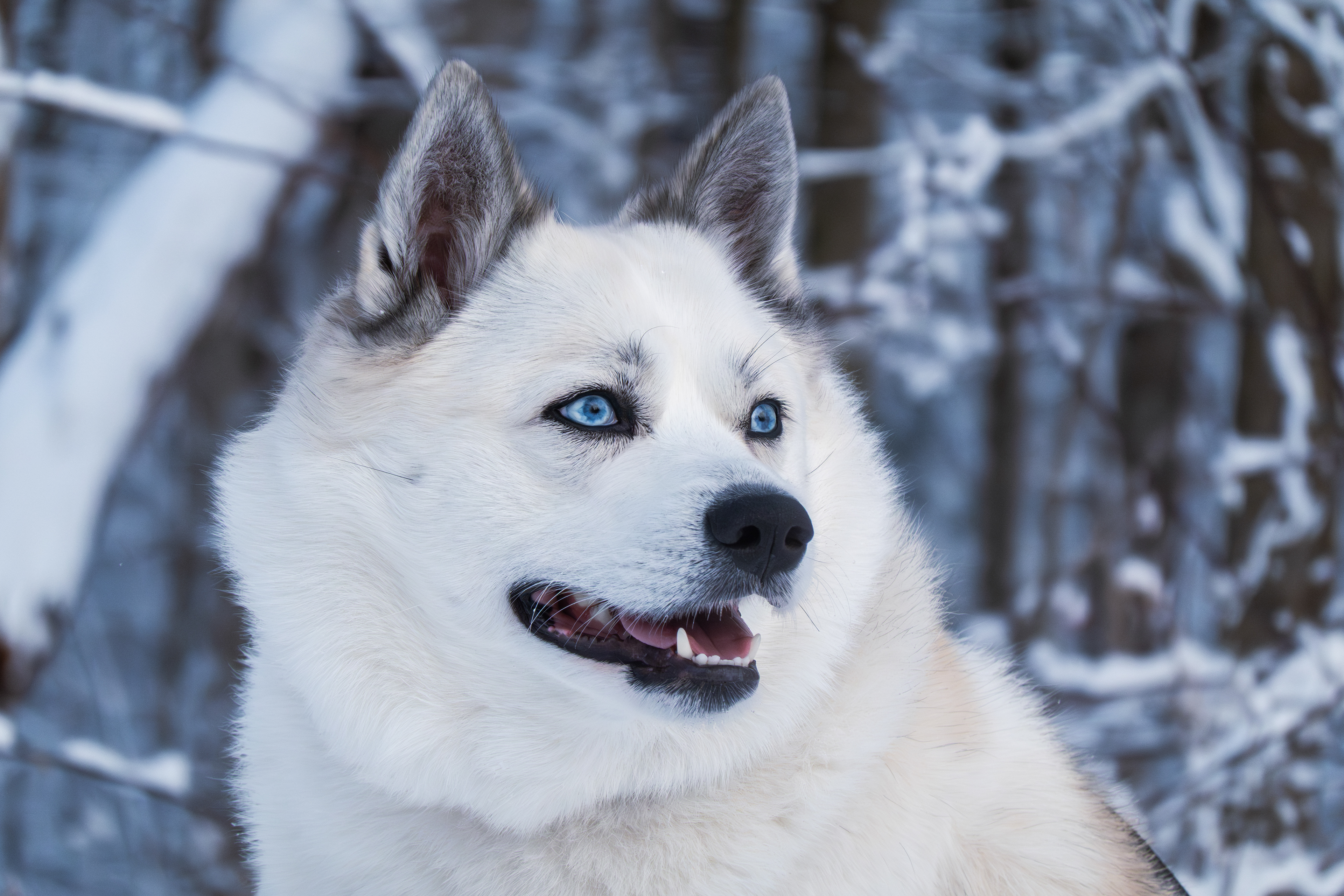 Lilly in the snow - 2026