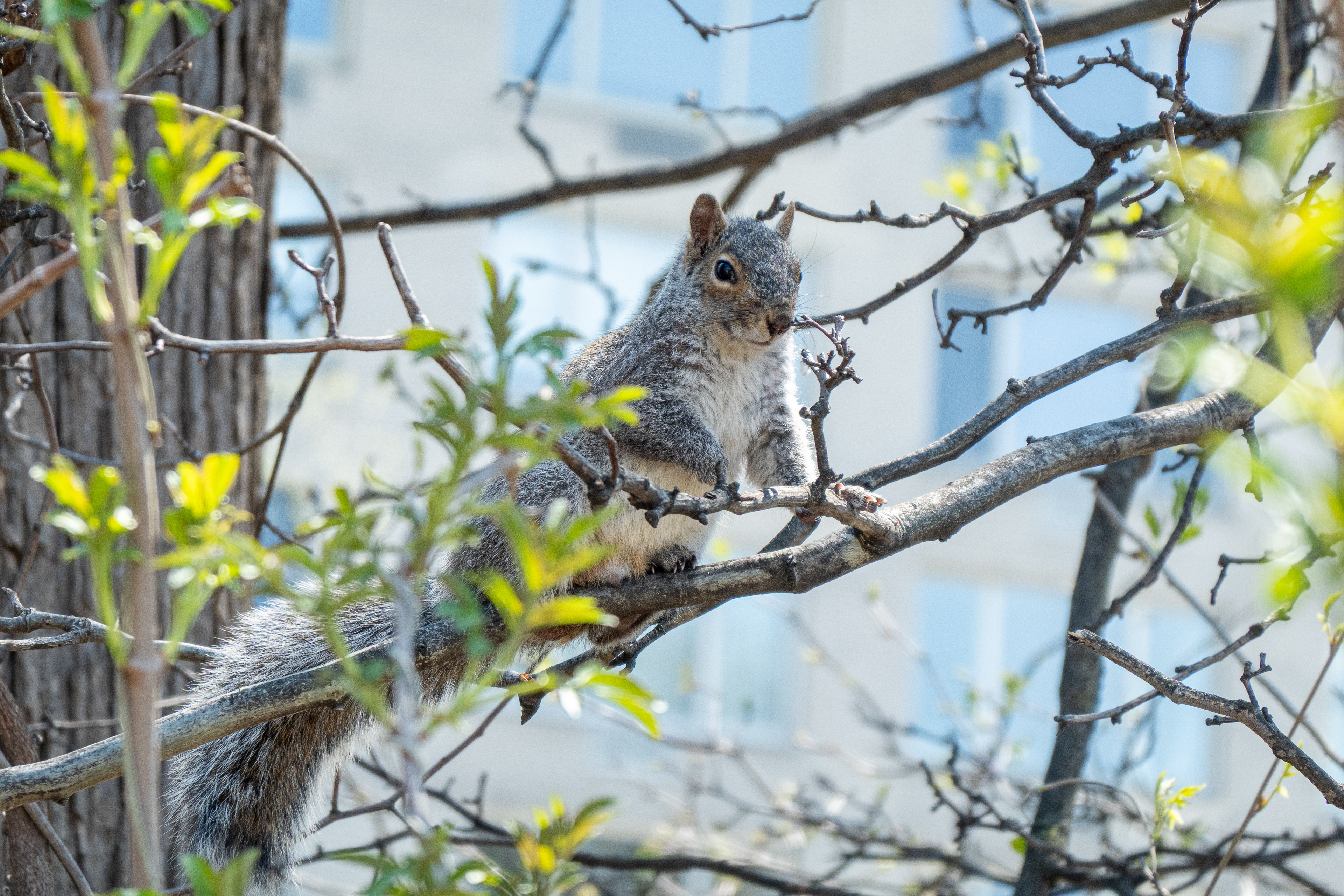 City Squirrel - 2026
