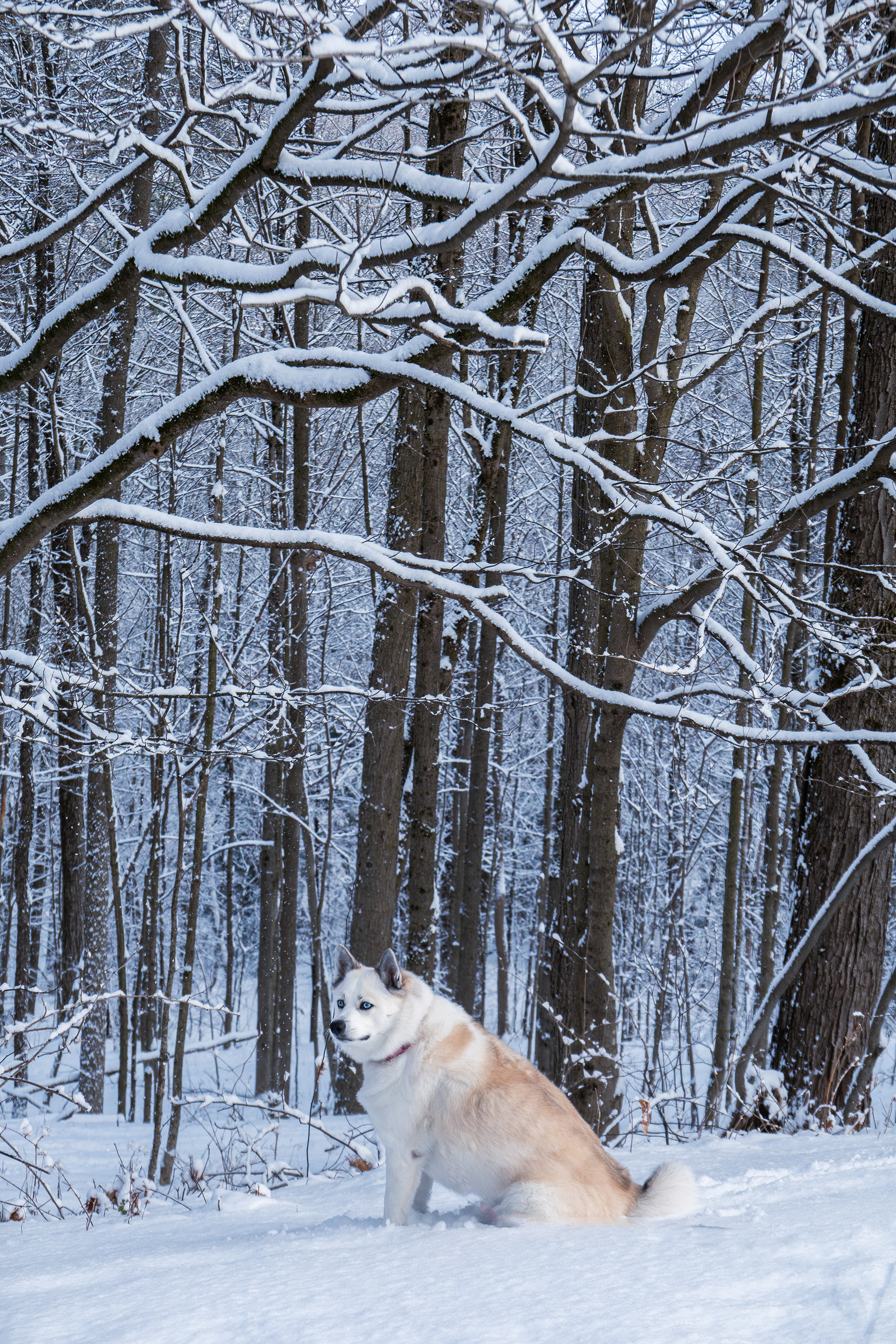 Lilly in the snow - 2026