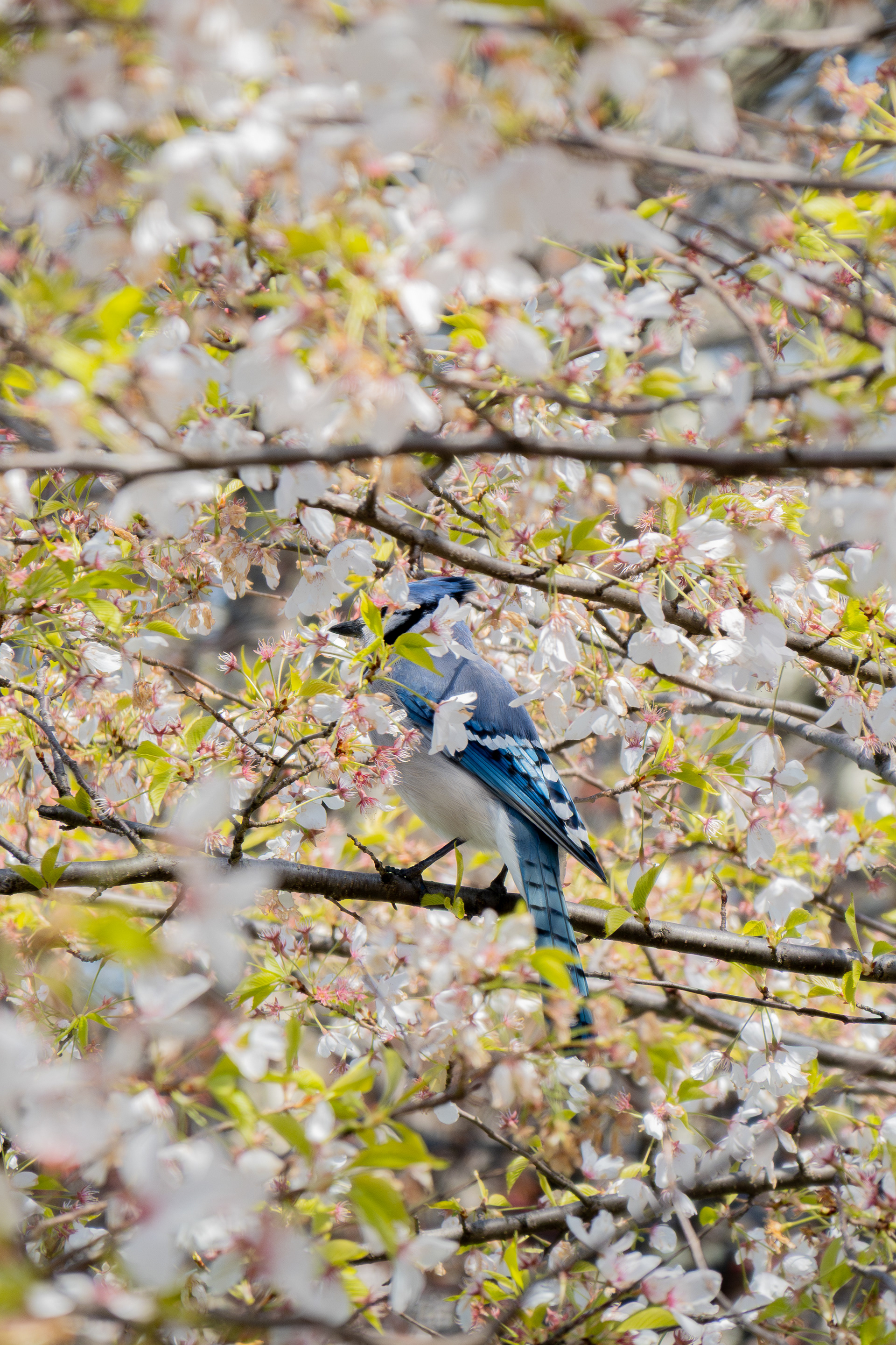 Blue Bird - 2026