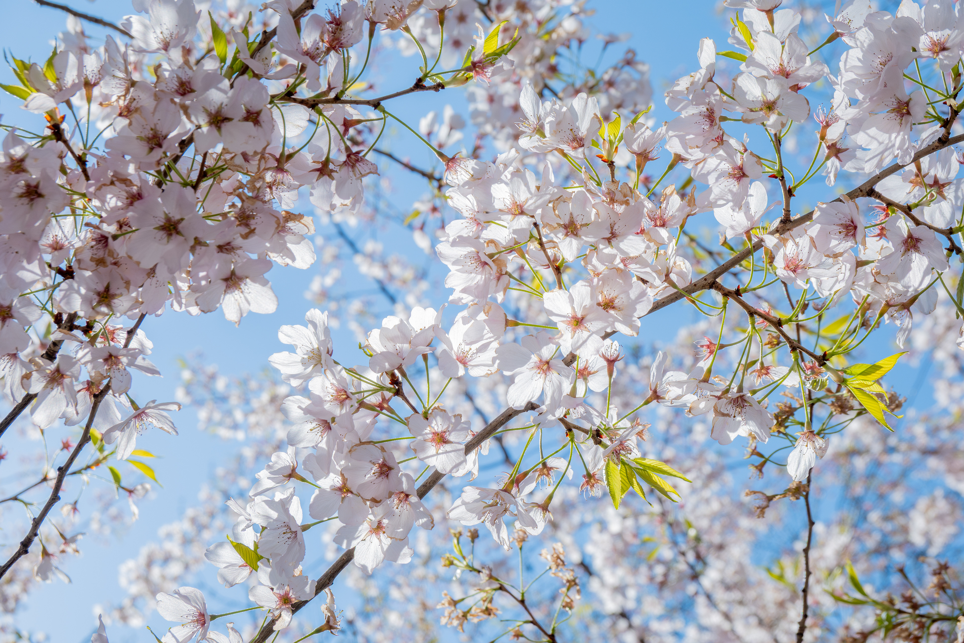 Cherry Blossoms - 2026