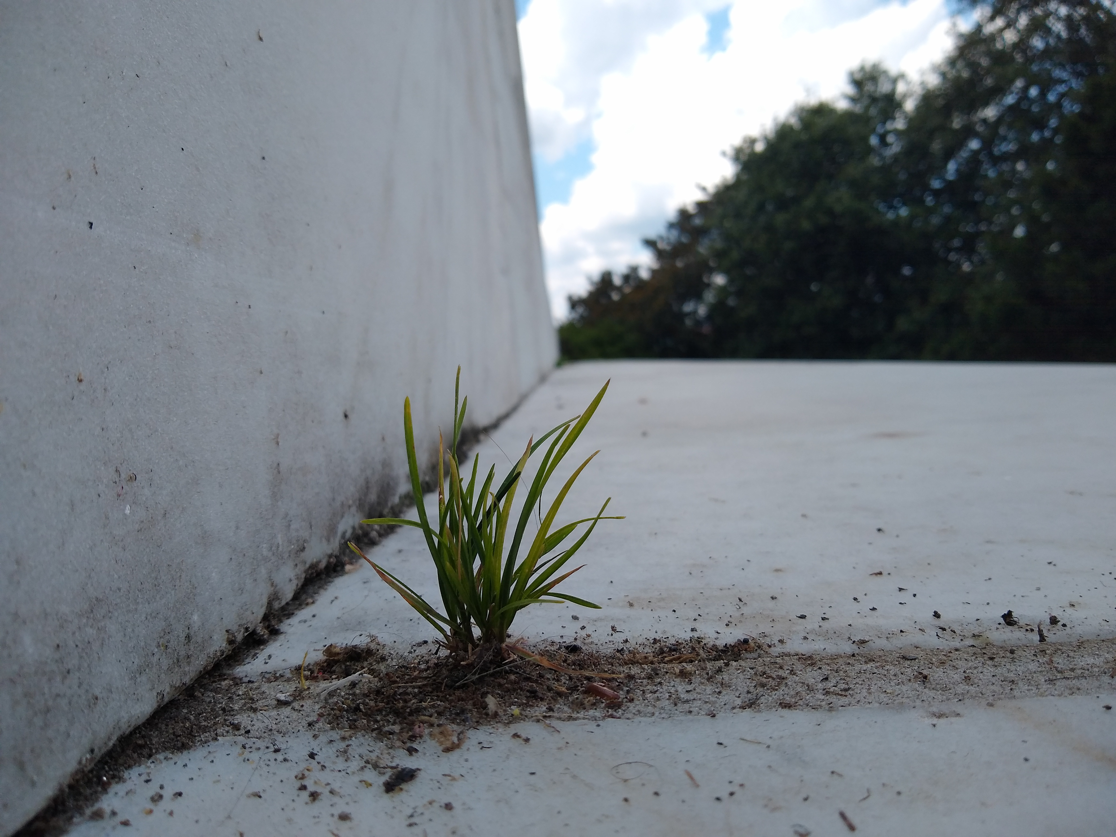 Marble Growth - 2021