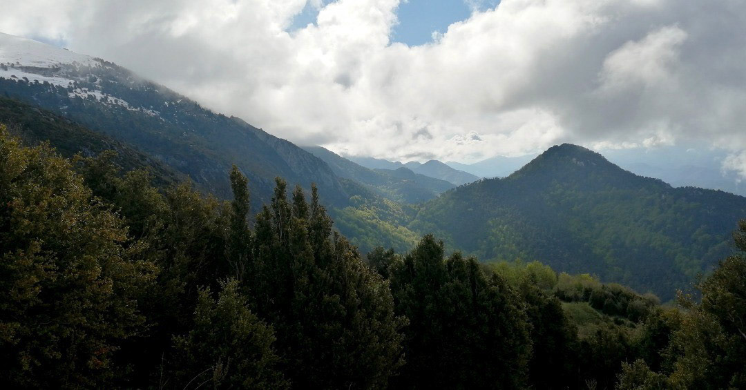 Cim del Bosc (des del Prat de l'Amorriador)