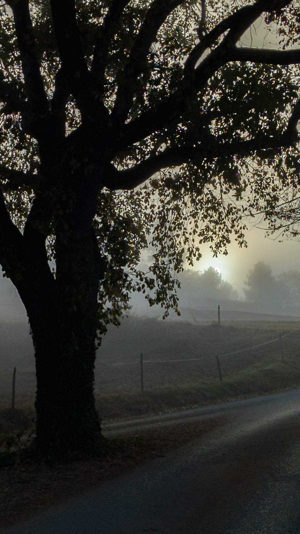 ISO 68 4.38 mm. f/1.7 1/5800 sec.