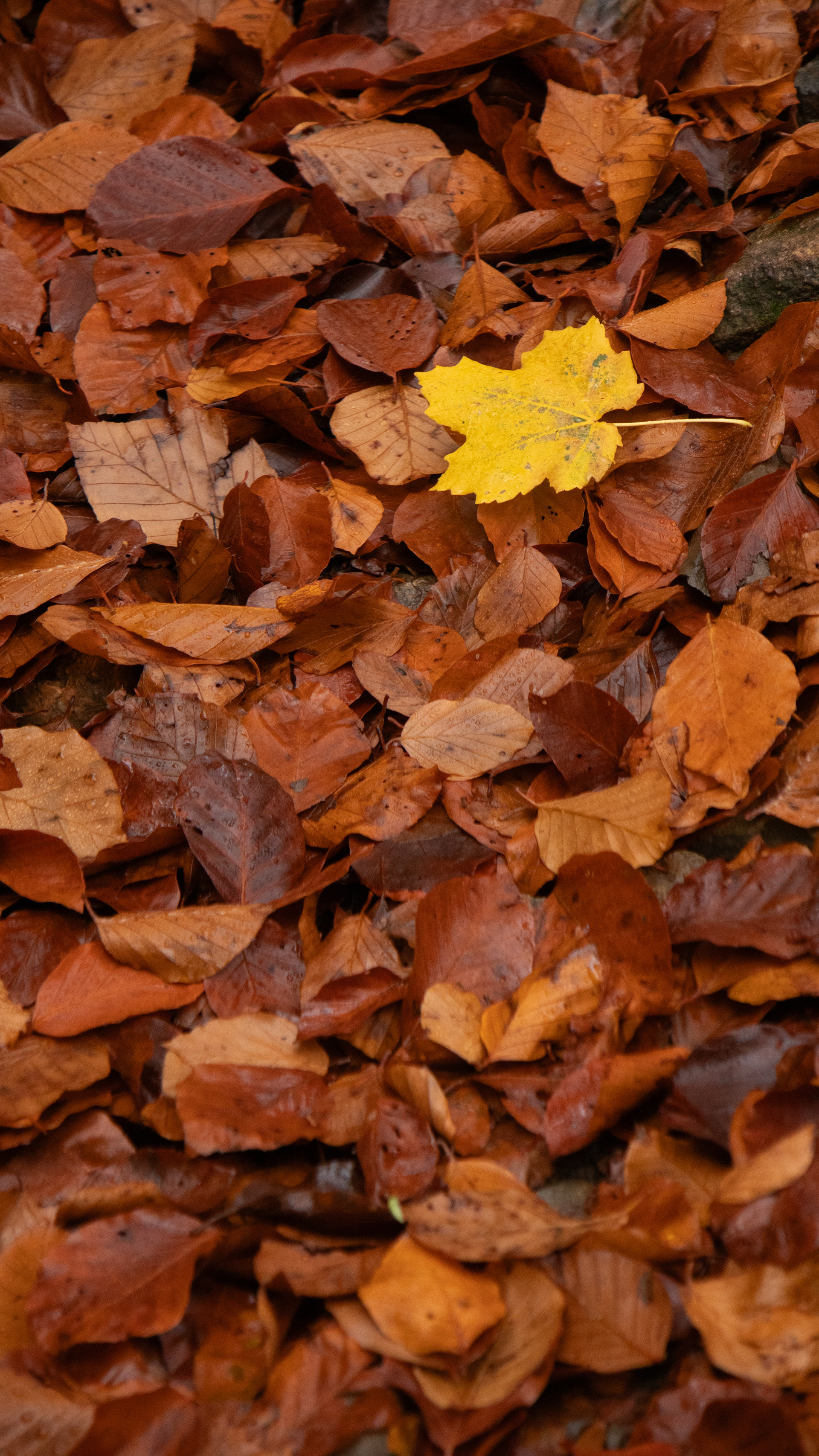 ISO 400 115 mm. f/6.3 1/60 sec.