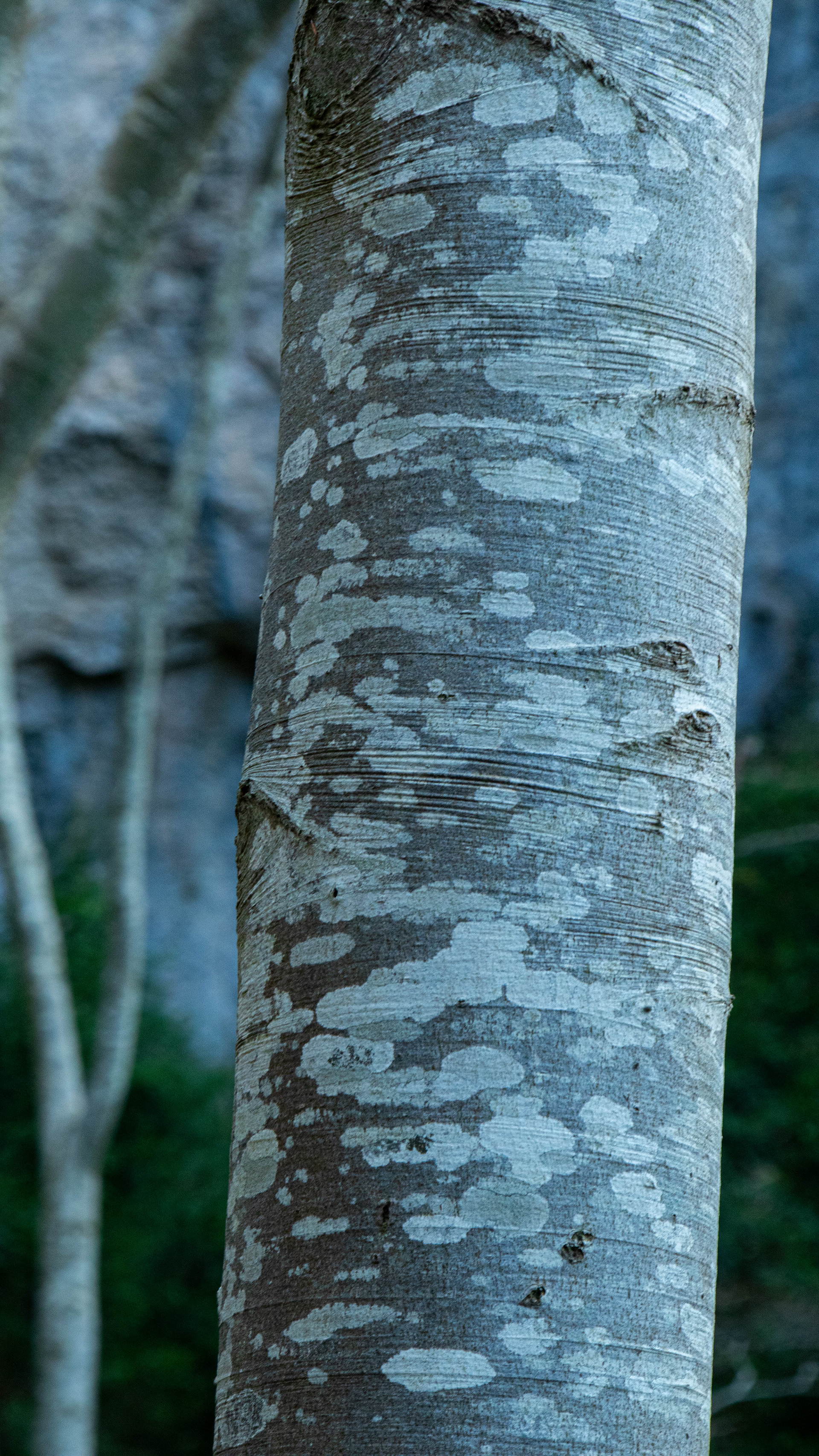 ISO 400 100 mm. f/8.0 1/60 sec.