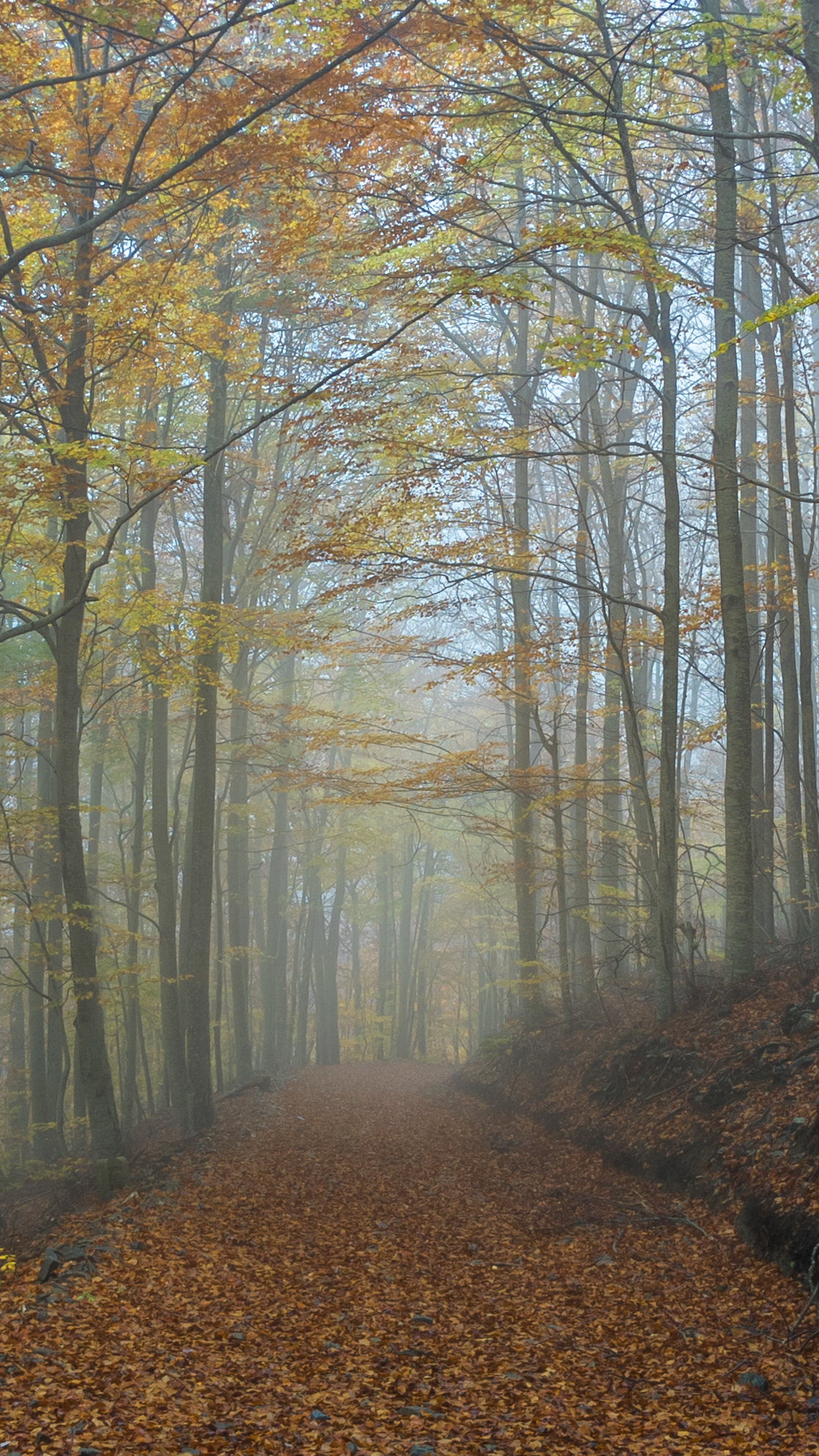 ISO 69 4.4 mm. f/1.7 1/50 sec.