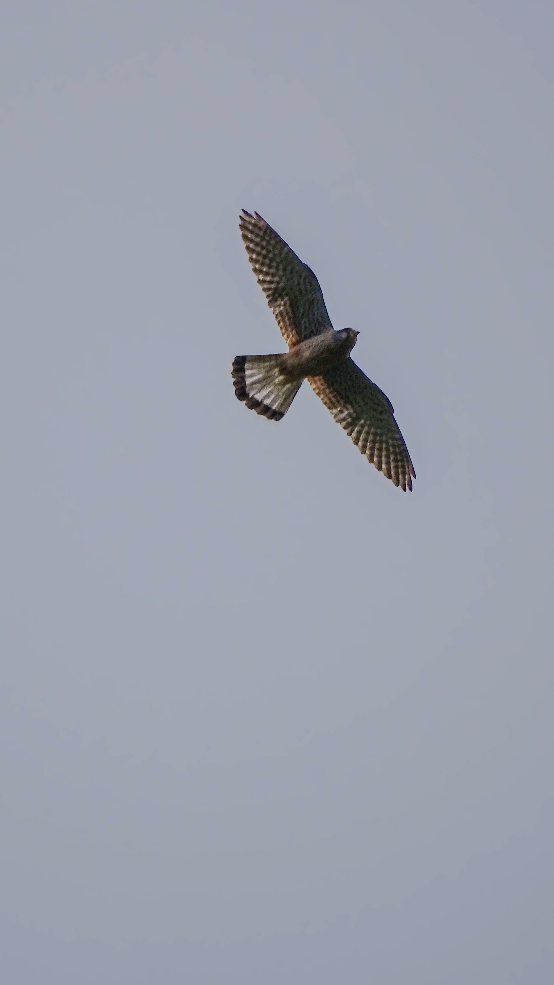 ISO 80 210 mm. f/6.3 1/200 sec.