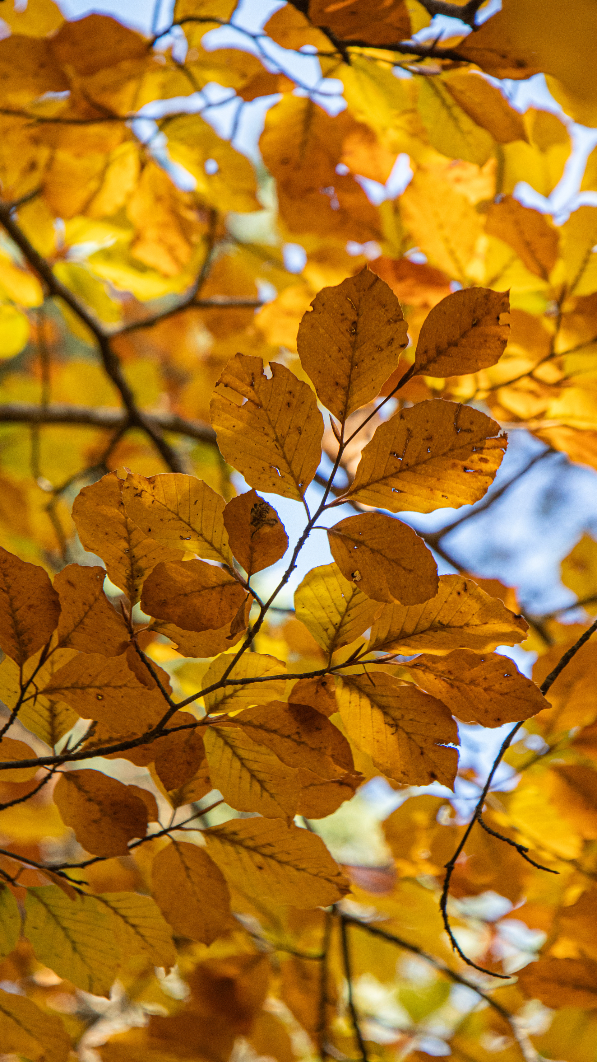 ISO 400 100 mm. f/6.3 1/125 sec.