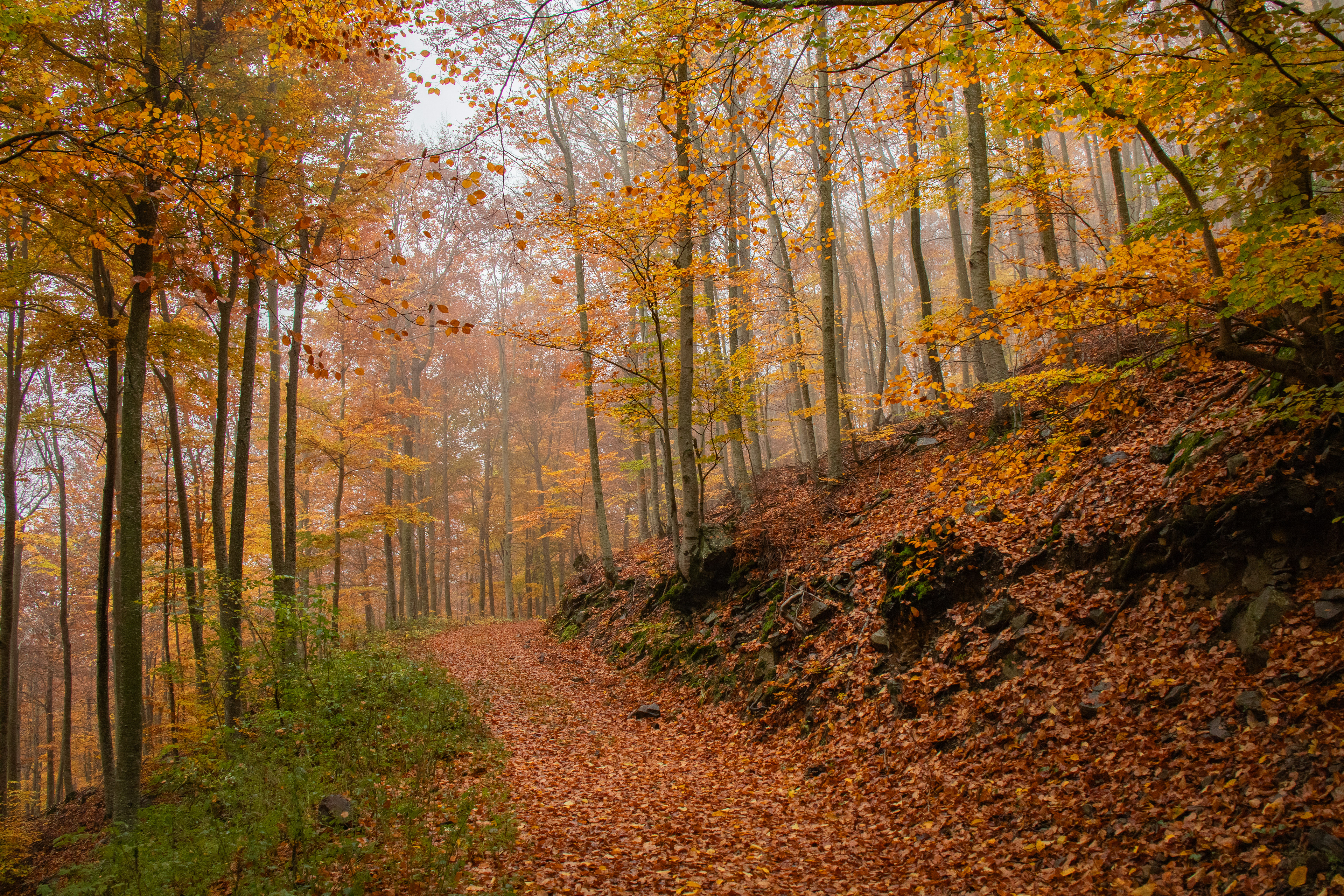 Camí de Font de Lllops