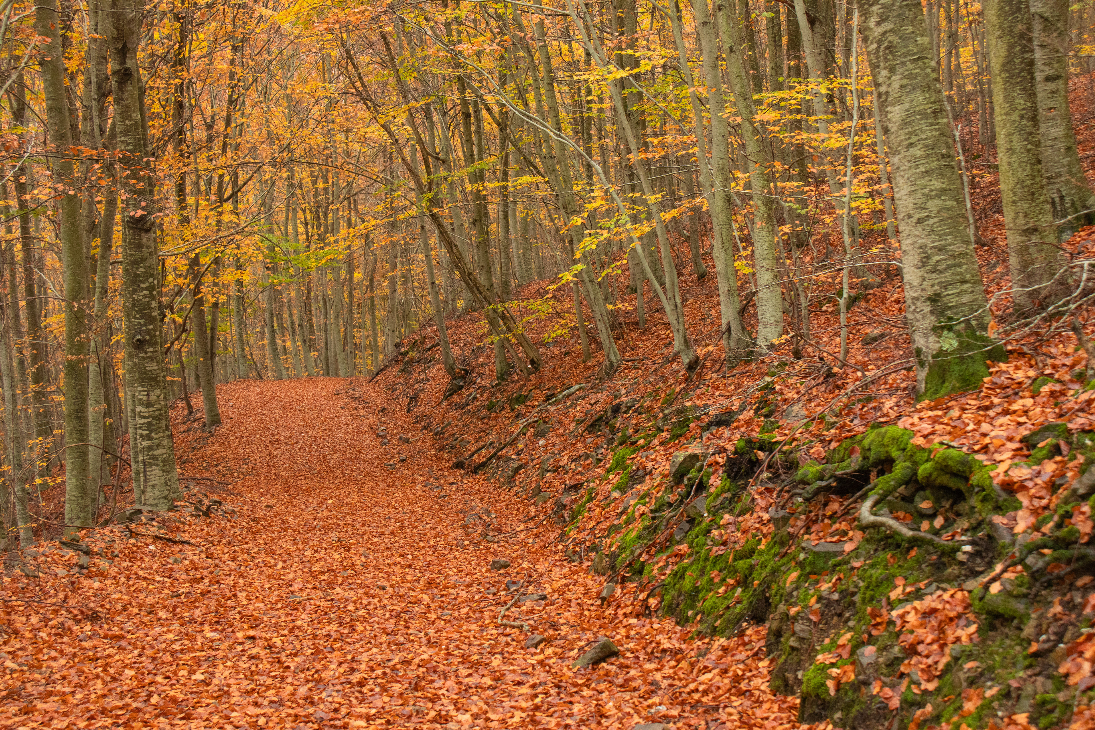 Camí de Font Rupitosa
