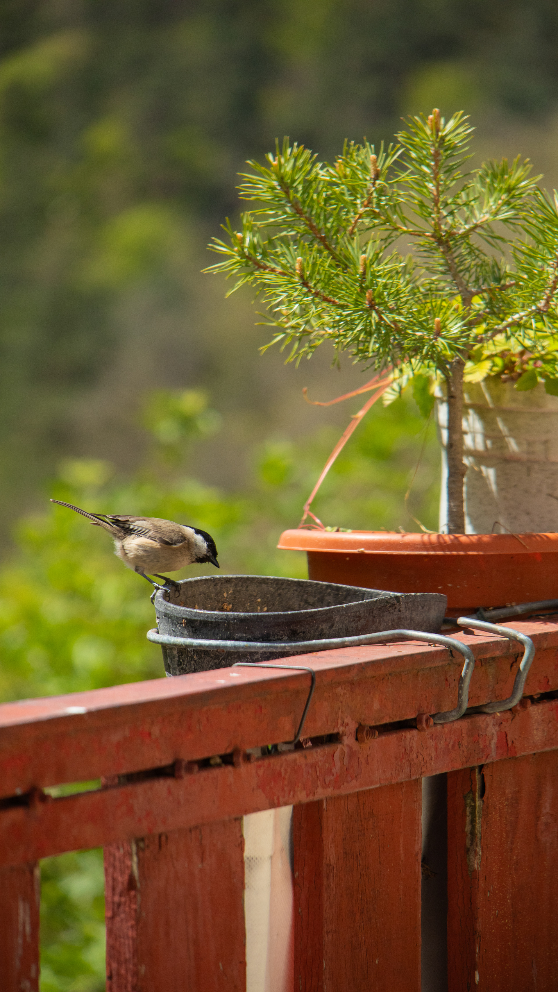 ISO 200 150 mm. f/6.3 1/800 sec.