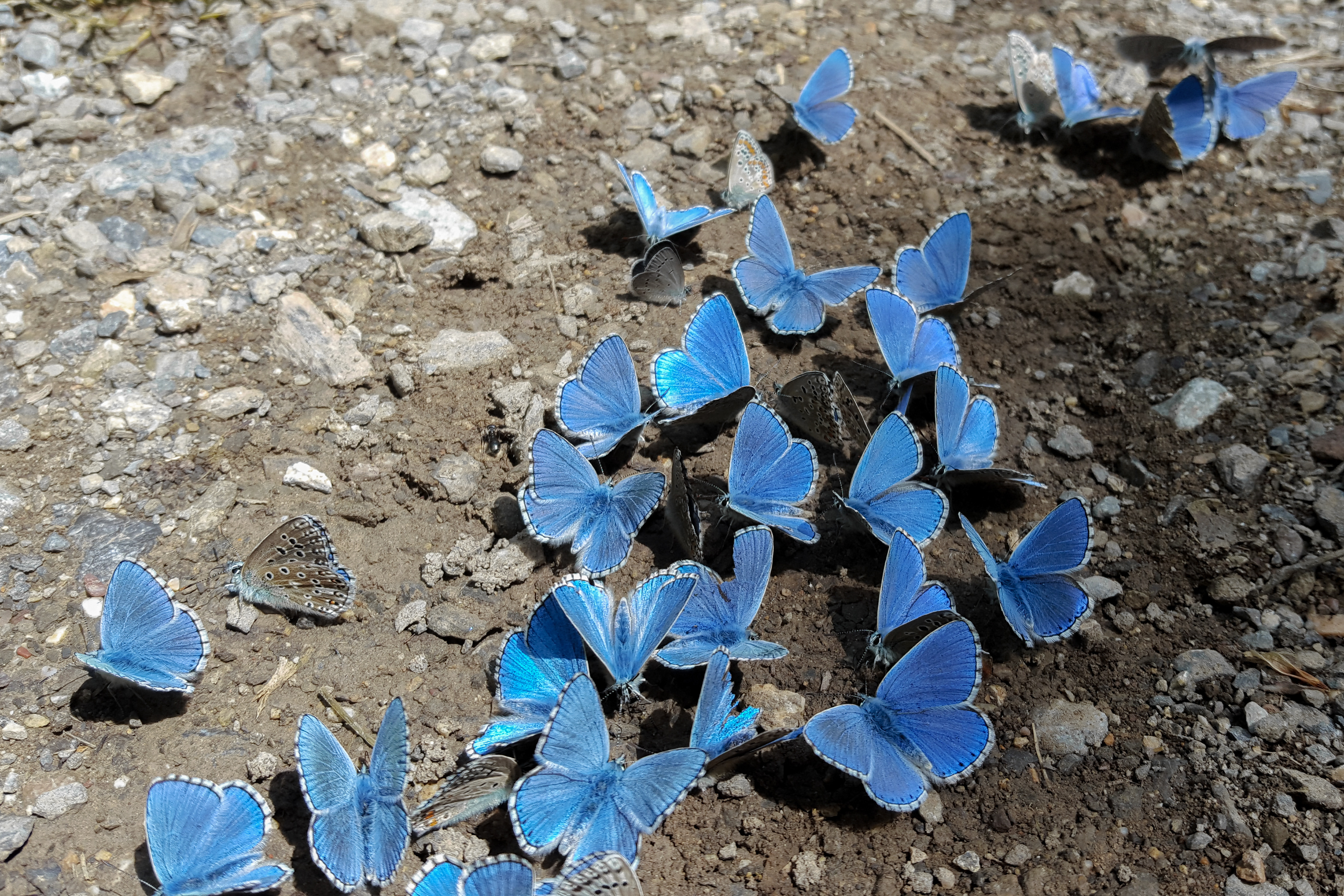 Torrent de la Bugada