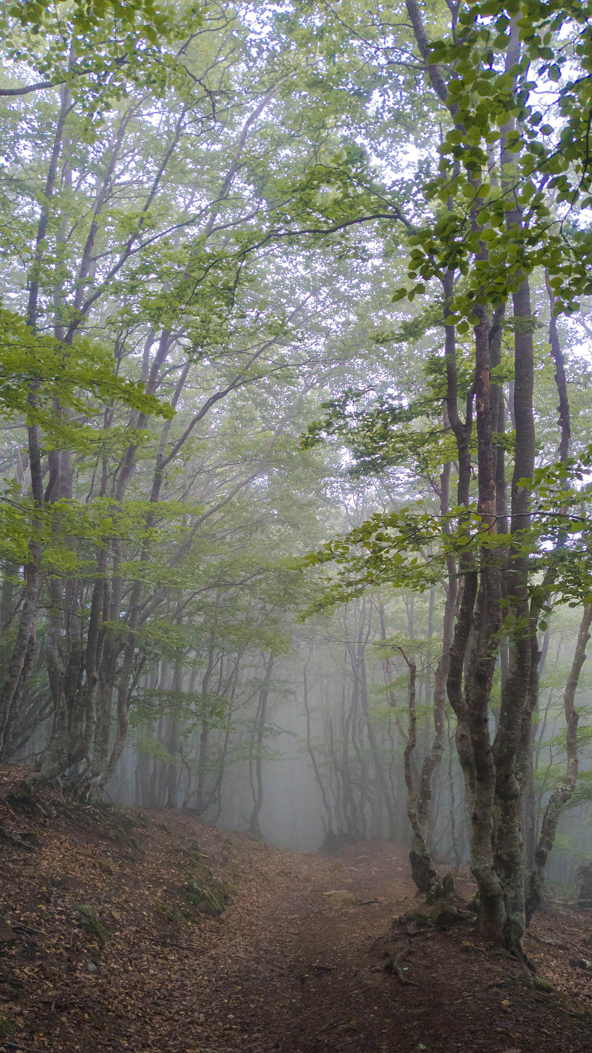 ISO 126 4.38 mm. f/1.7 1/250 sec.