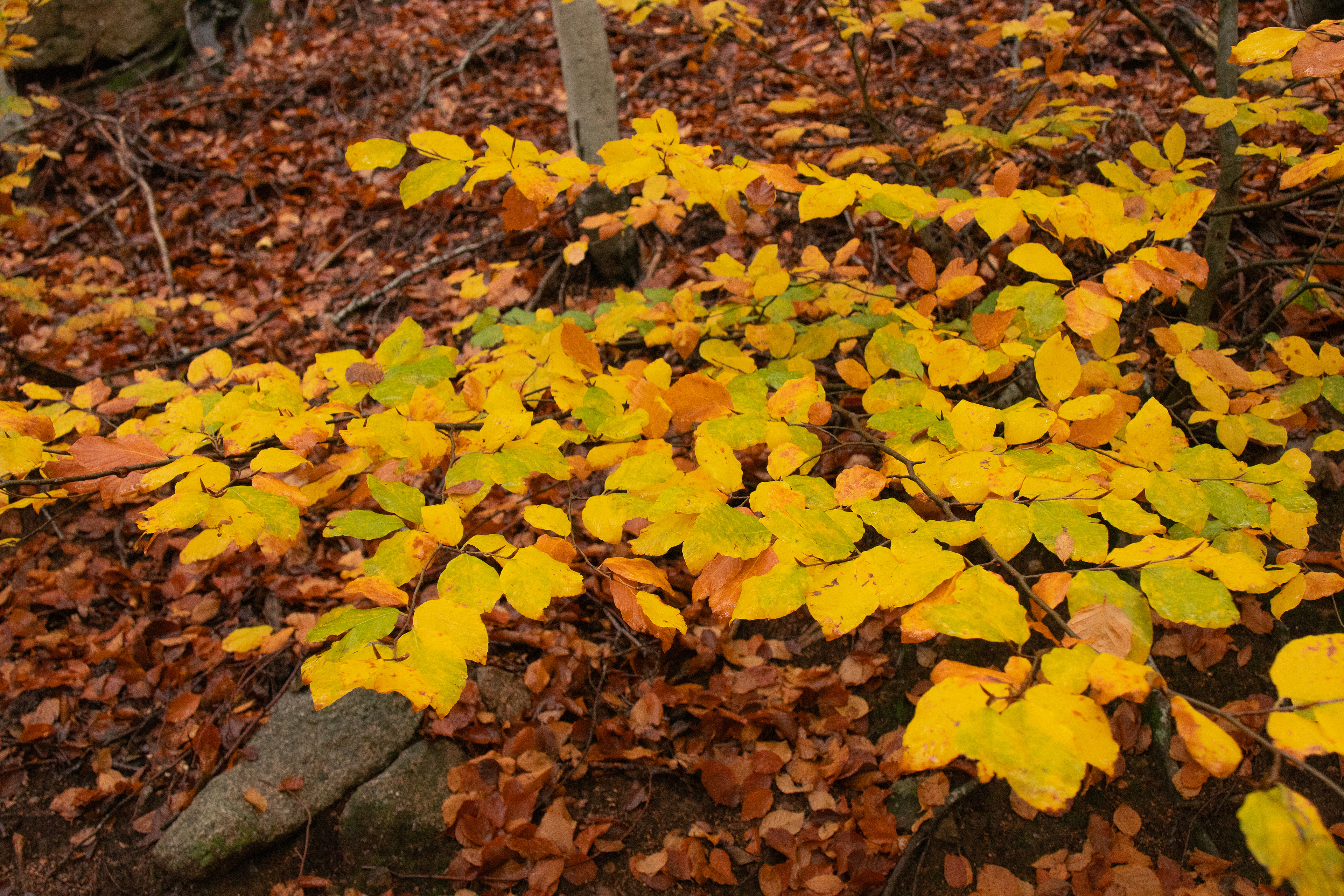 Camí de Font de Lllops