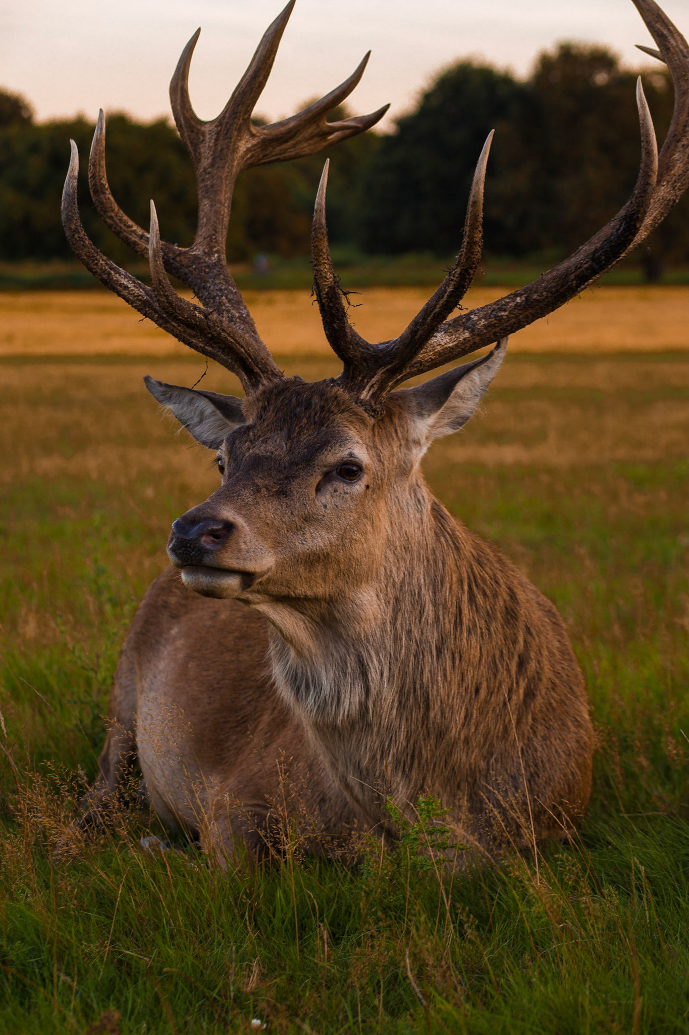 Richmond Park serves as a home for a multitude of Deer. Their usually friendly and live in an almost natural environment that allows them to flourish and create their own ecosystem. On extremely rare occasions, Deer have been known to attack humans at the park, perhaps nature sometimes isn't so welcoming