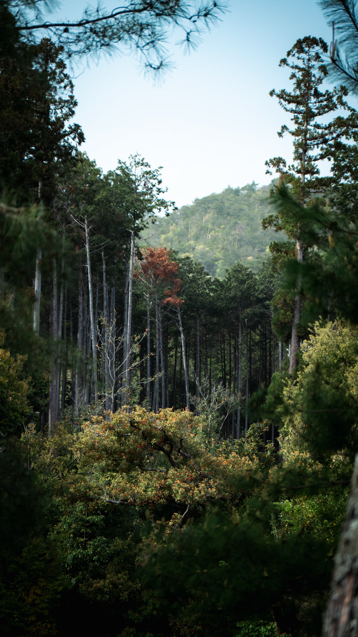 Bamboo forrest, Kinkaku-ji