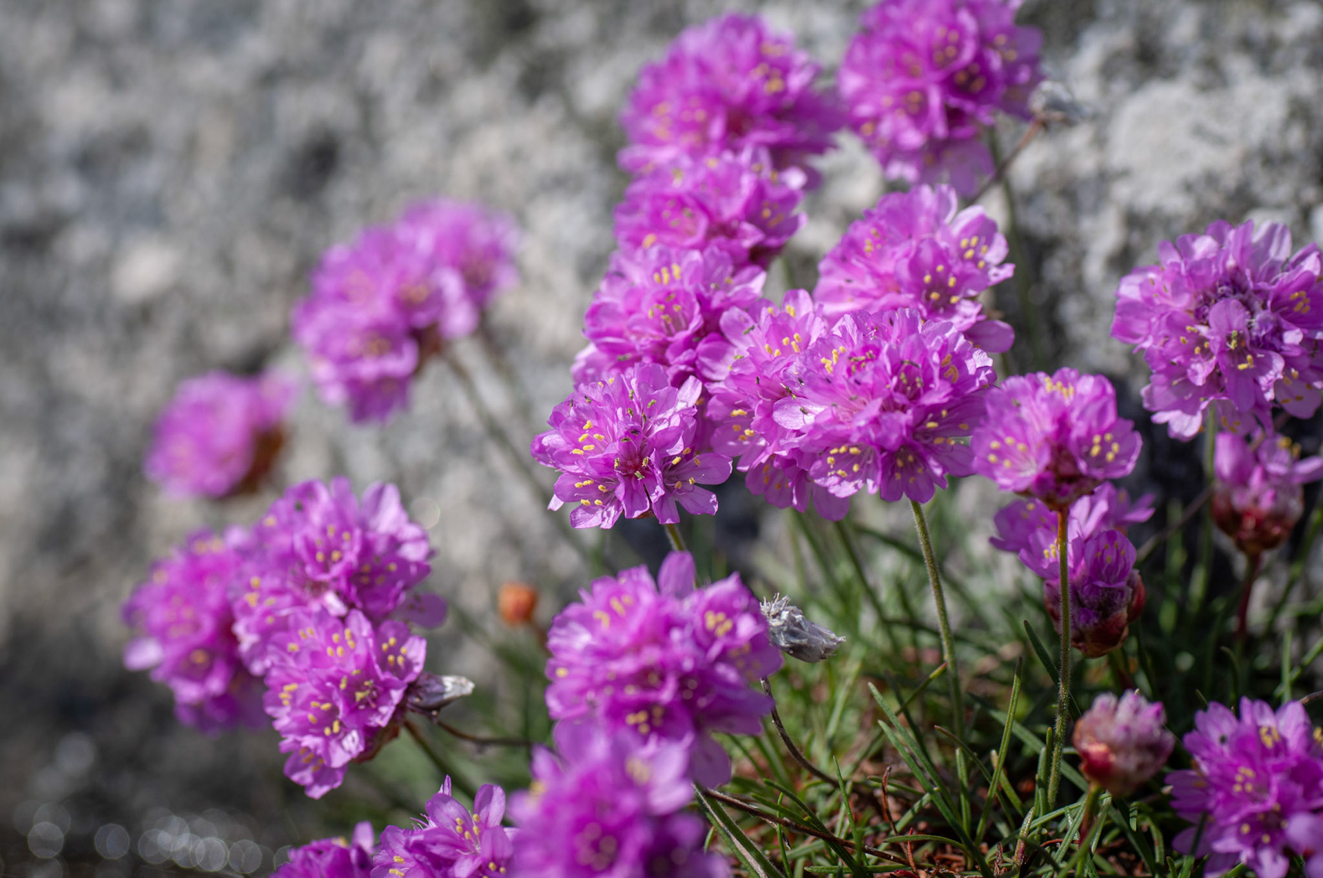 Trift - Ersdalen, Hönö