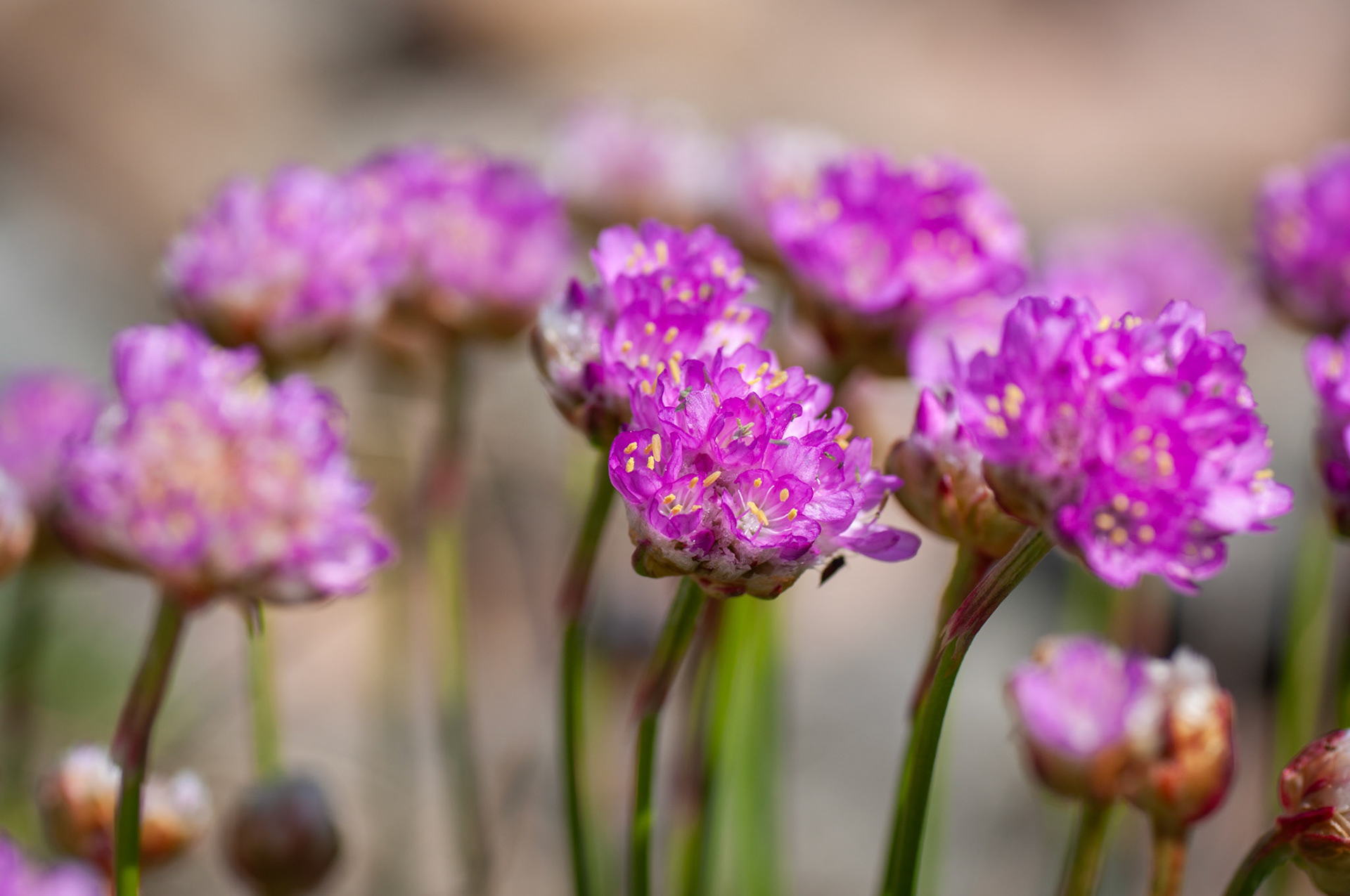 Trift - Ersdalen, Hönö