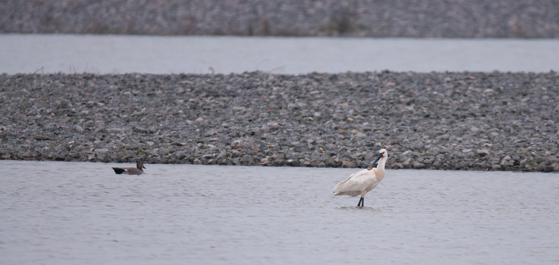 Skedstork - Torsviken, Torslanda