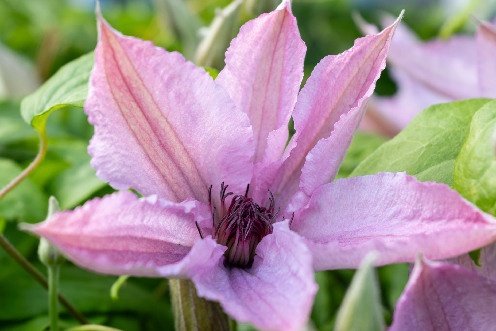 Clematis - Trädgård, Torslanda