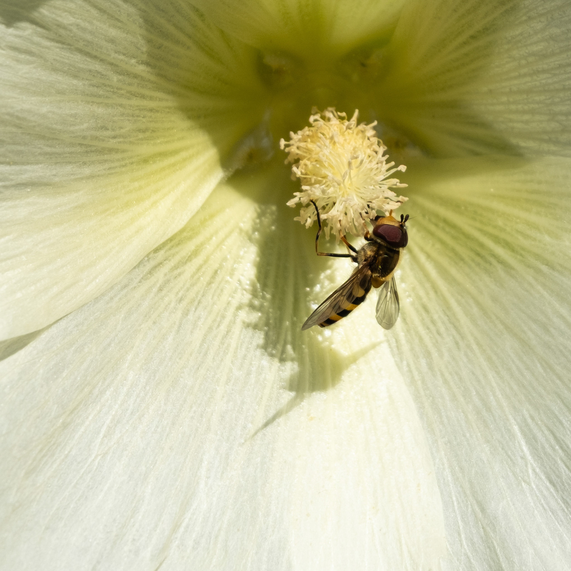 Blomfluga - Trödgård, Torslanda