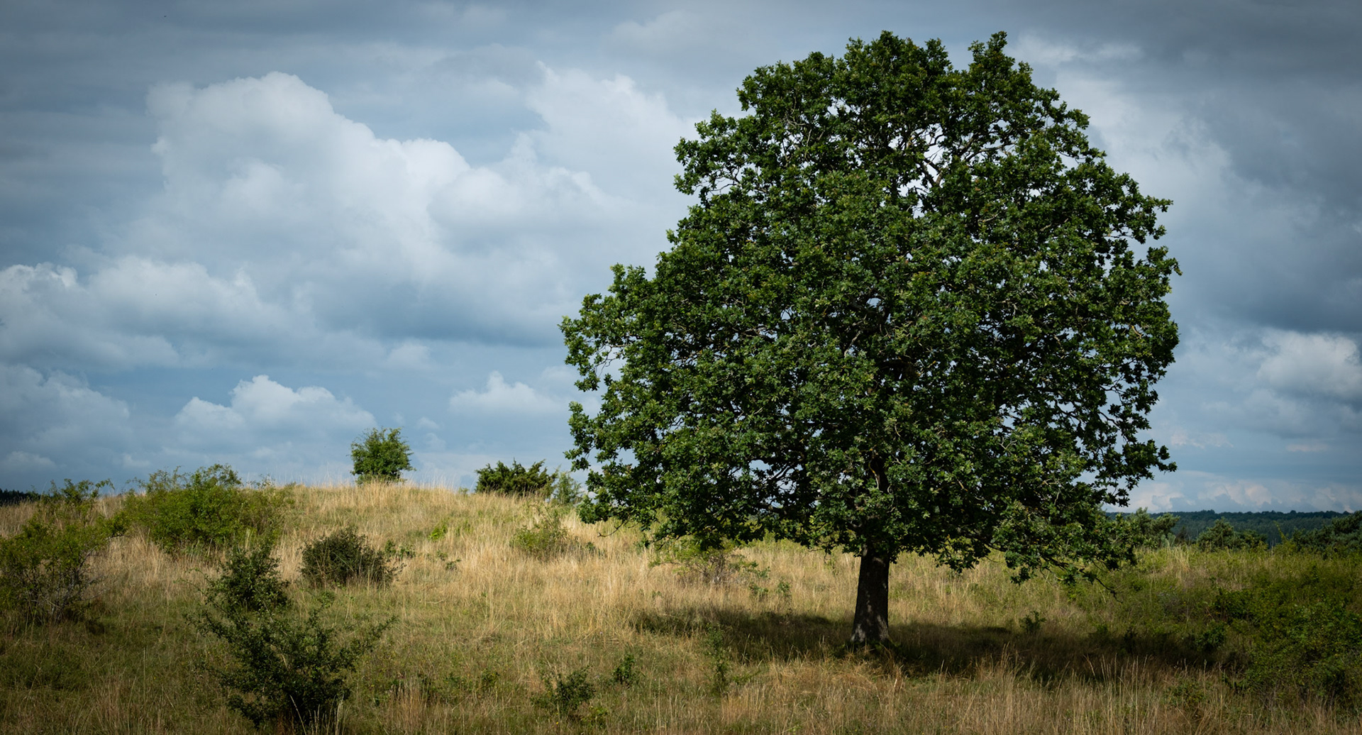 Ensamt träd - Brösarps backar, Skåne