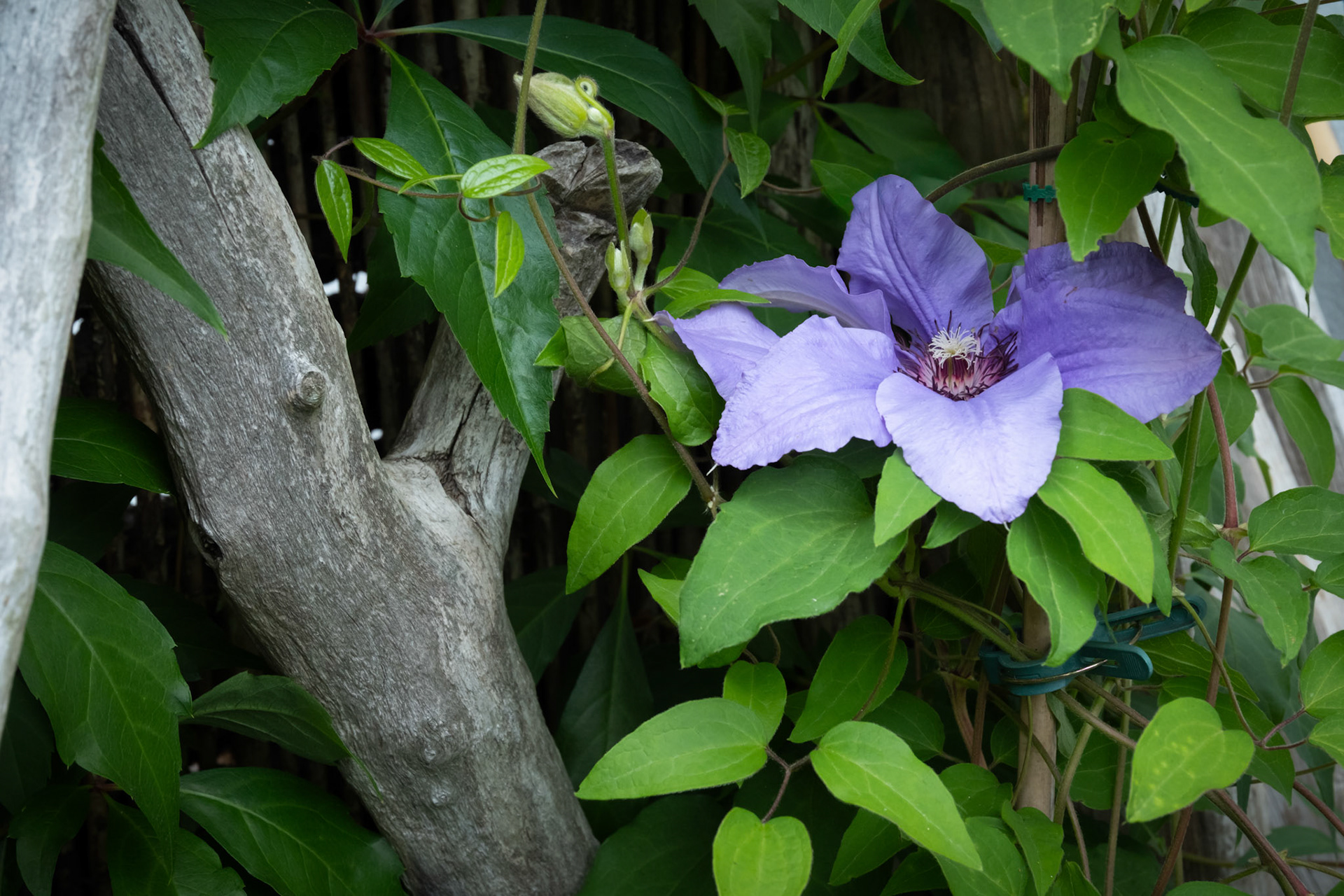 Clematis - Trädgård, Torslanda
