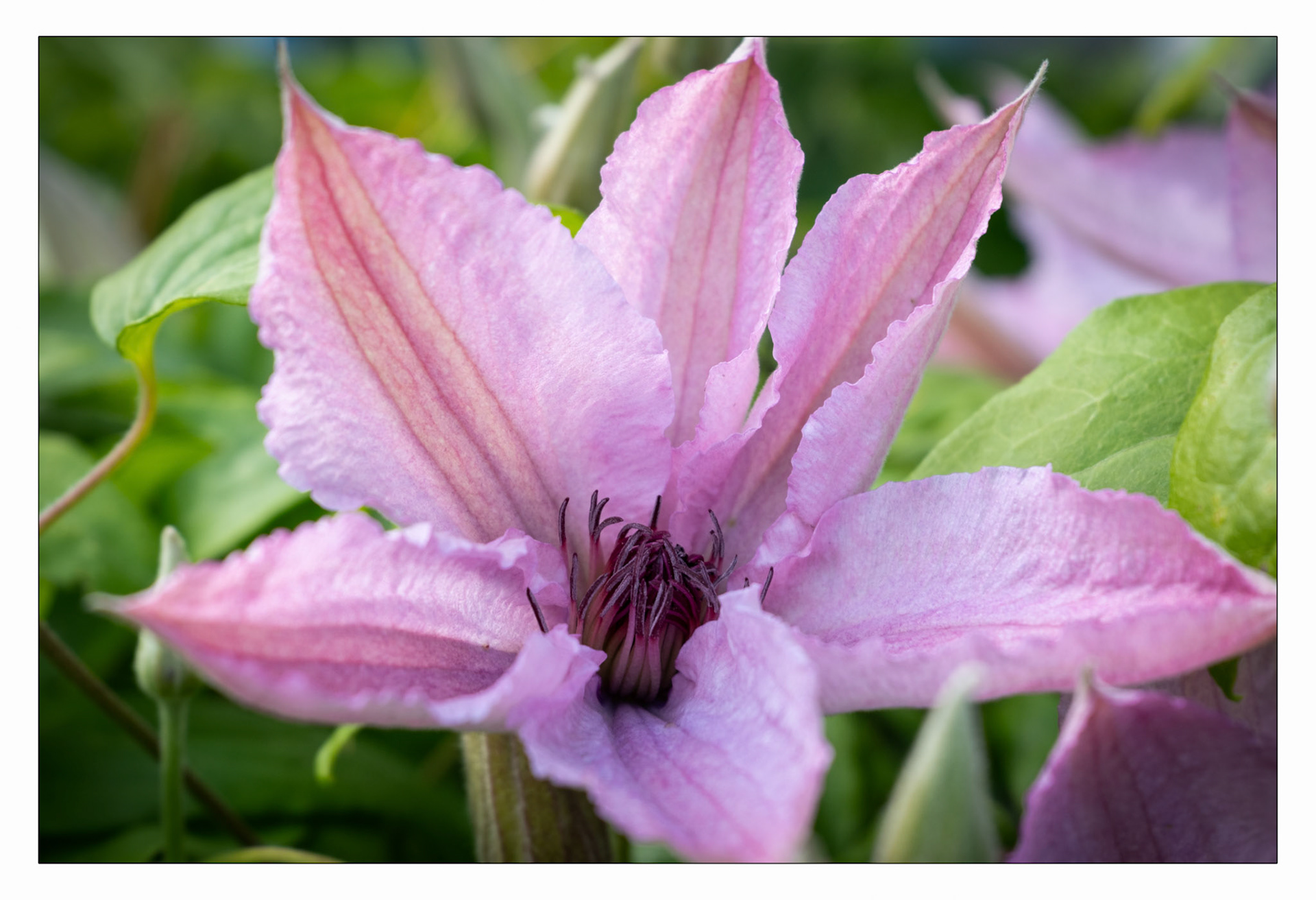 Clematis - Trädgård, Torslanda