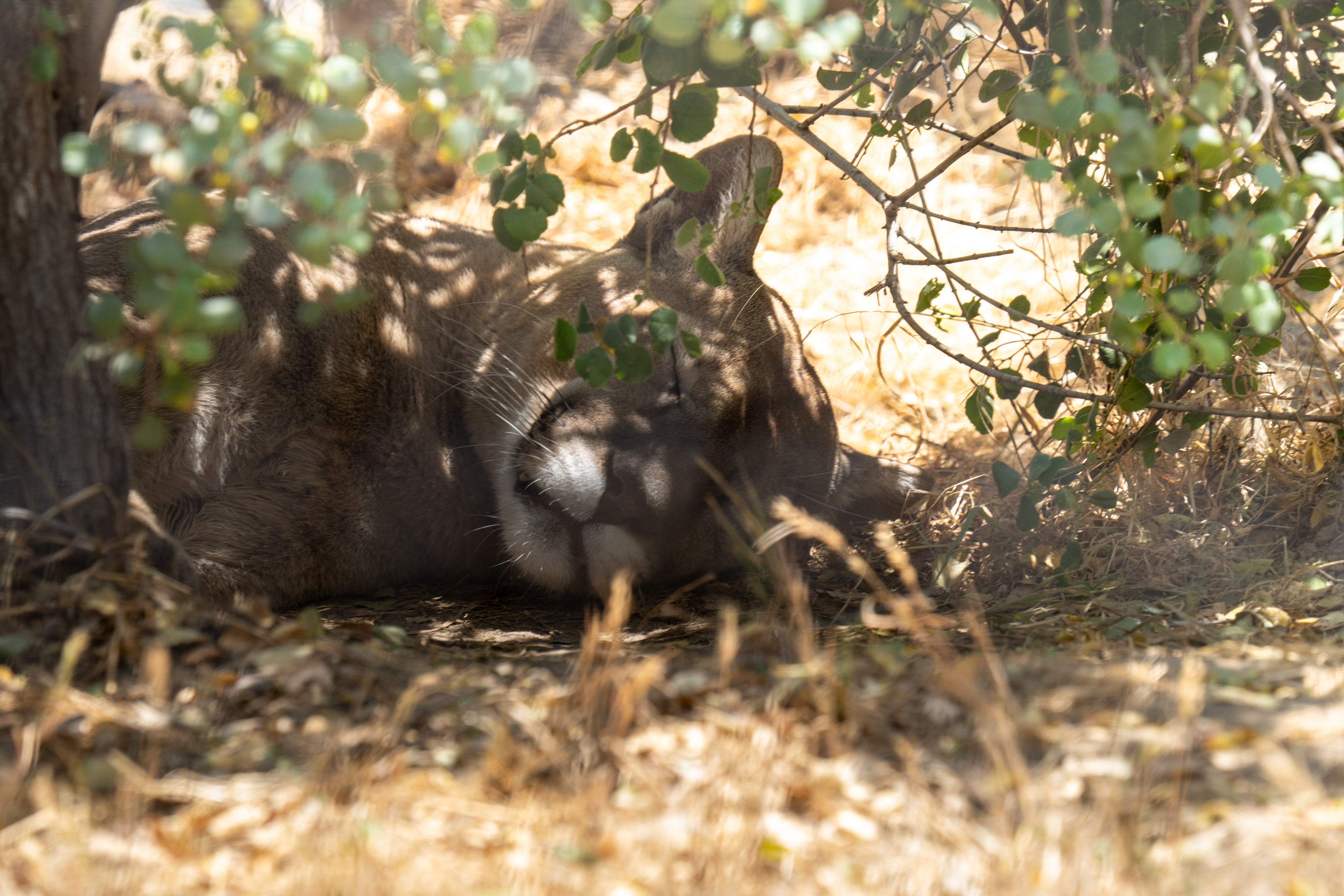 Rest amongst the leaves.