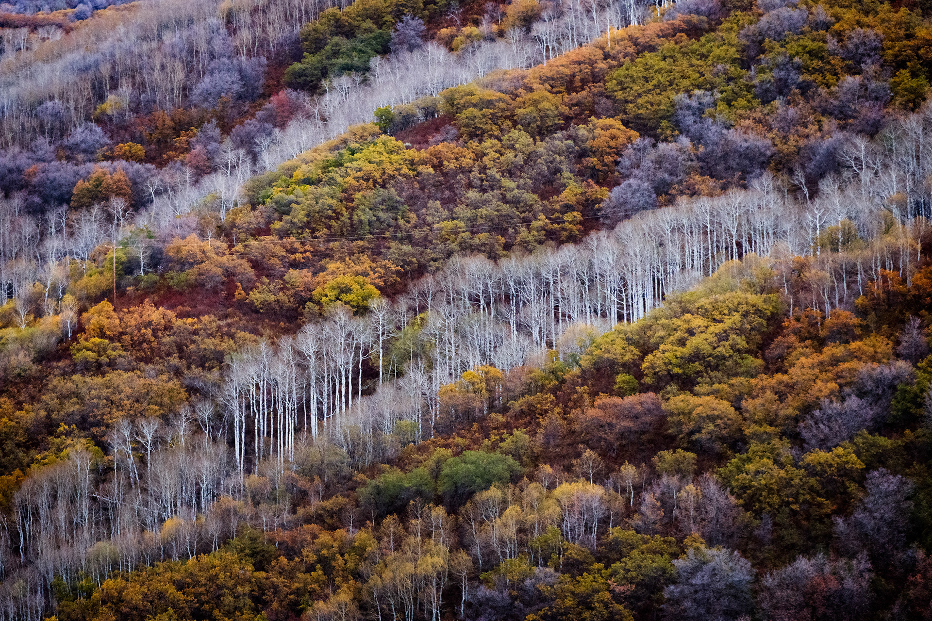 East Canyon Colors, Utah
