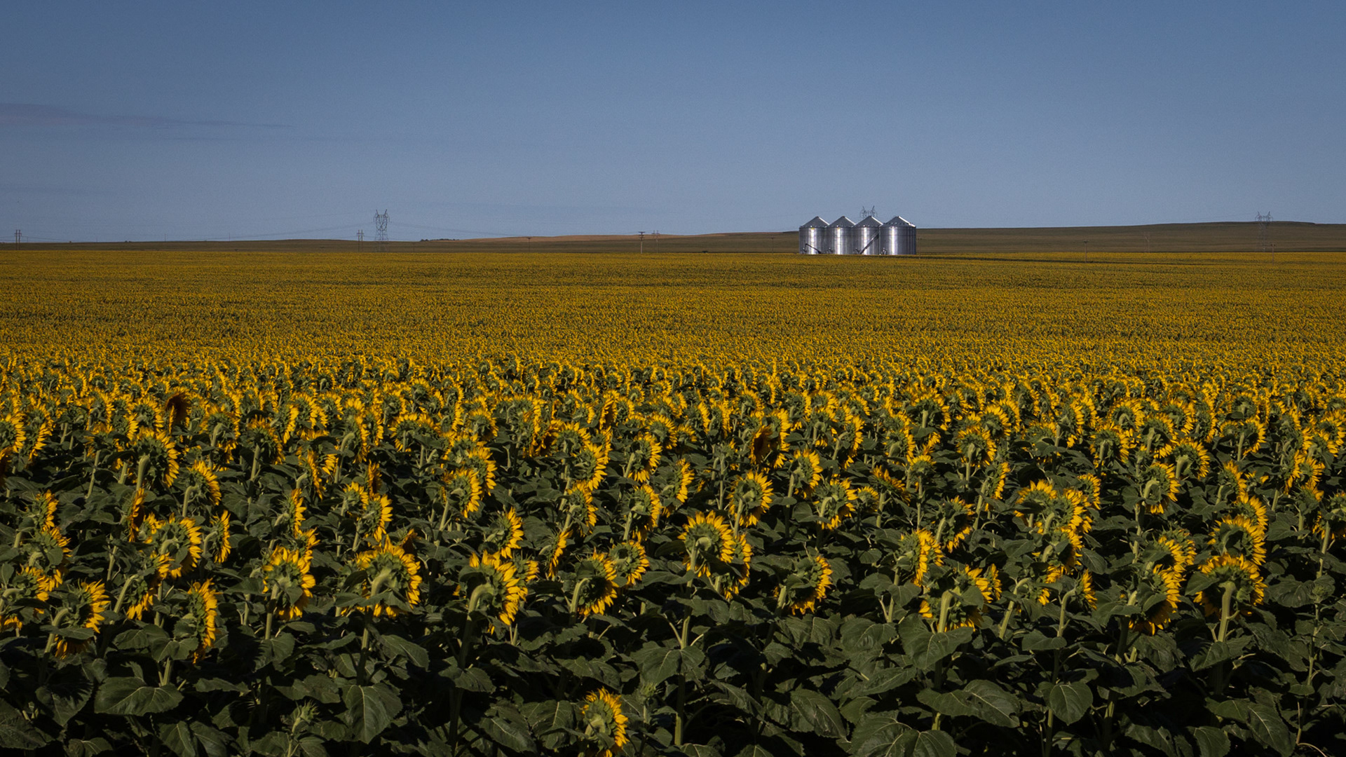 #6 - Sunflower Field - Pierre SD