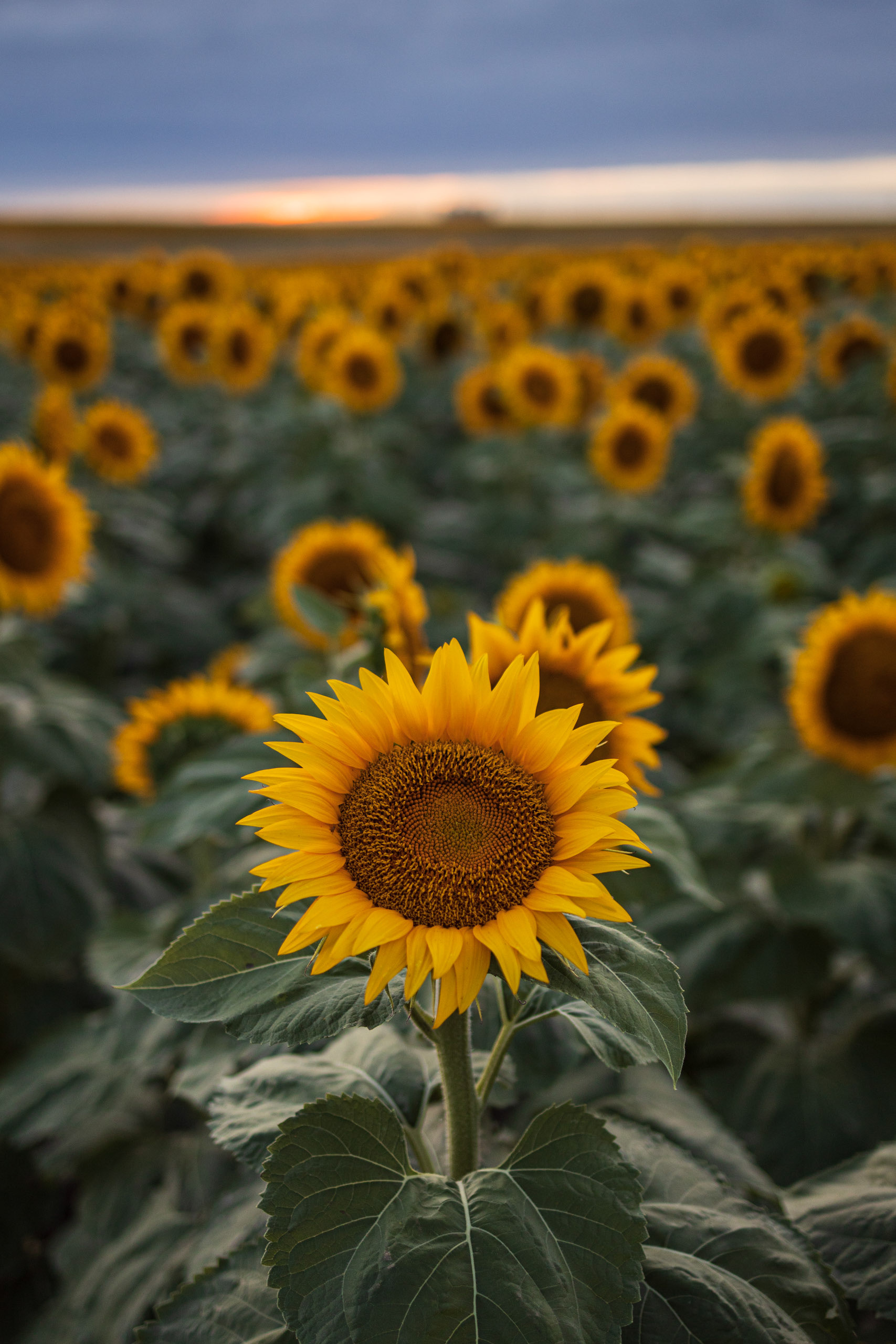 #5 - Sunflower - Pierre SD