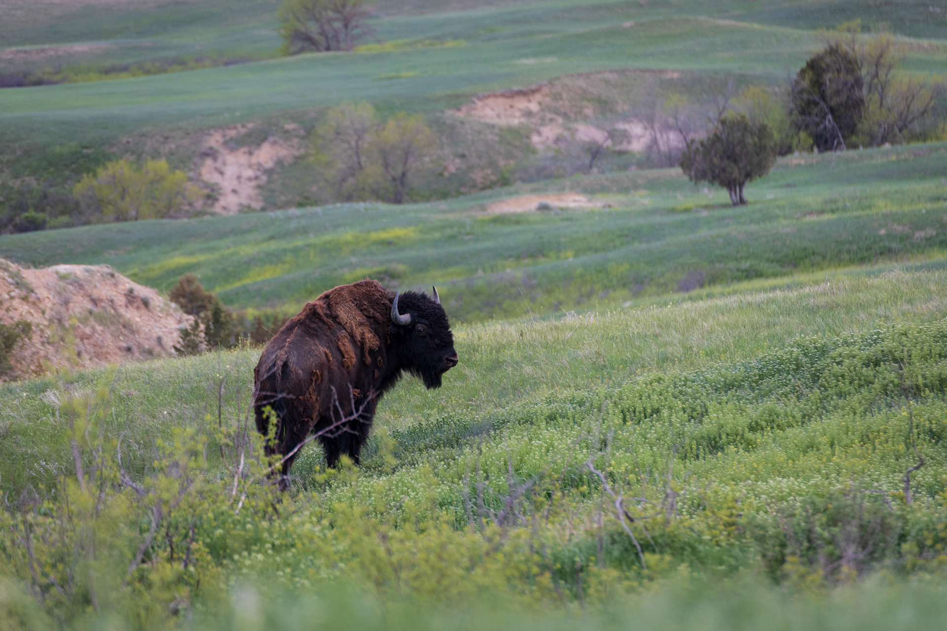 #18 - Buffalo - Badlands National Park