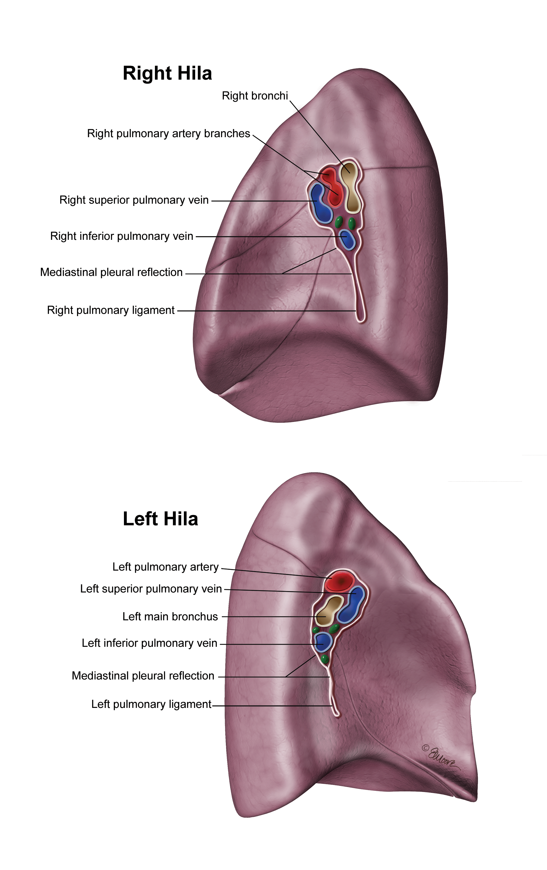 ©2024 Erin E. Moore, MA. This artwork is protected under international copyright laws and agreements. No part of this artwork may be reproduced, stored in a retrieval system, or transmitted in any form or by any means, electronic, mechanical, photocopying, recording, or otherwise, without the prior written permission of the artist.    