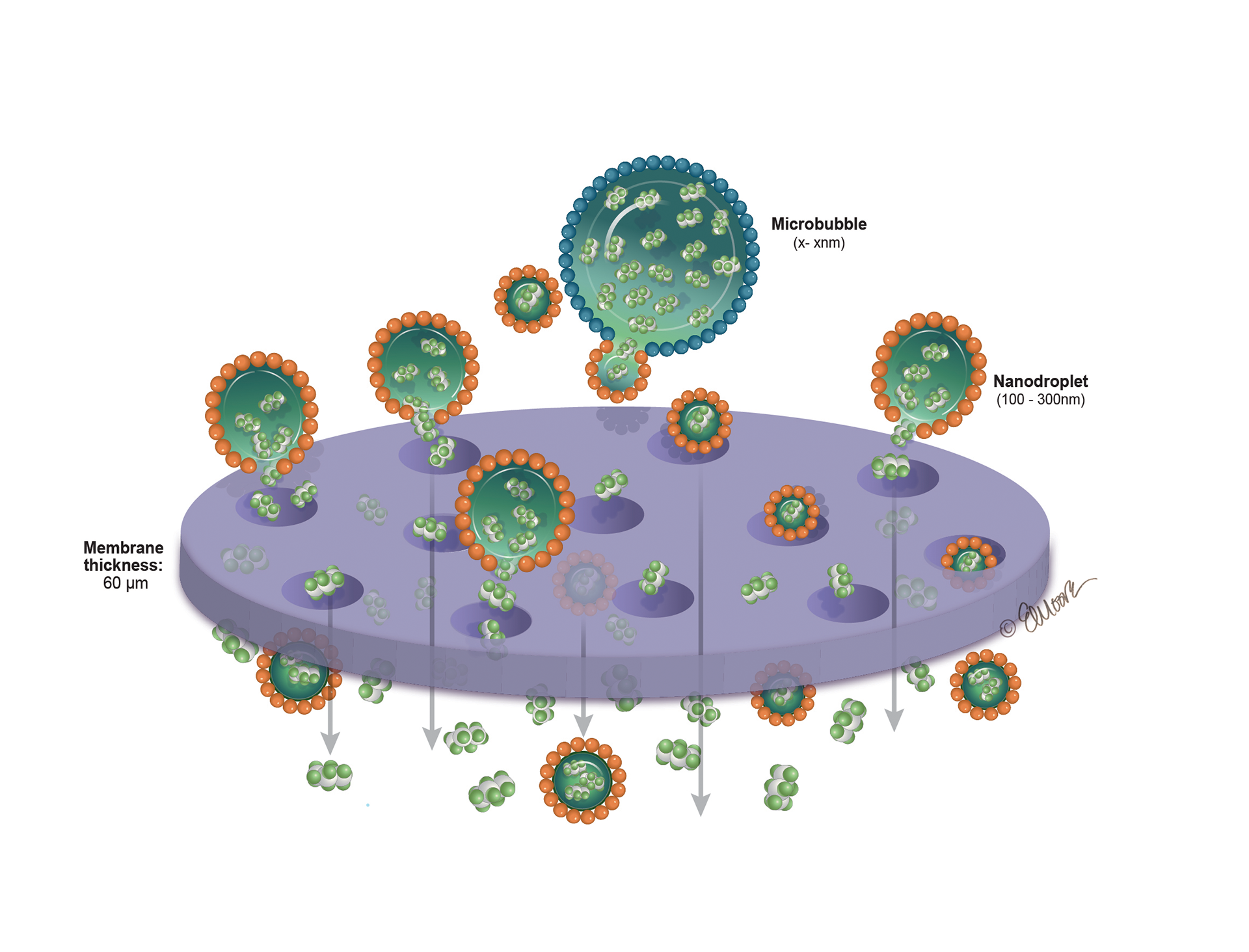 ©2023 Erin E. Moore, MA. This artwork is protected under international copyright laws and agreements. No part of this artwork may be reproduced, stored in a retrieval system, or transmitted in any form or by any means, electronic, mechanical, photocopying, recording, or otherwise, without the prior written permission of the artist.    