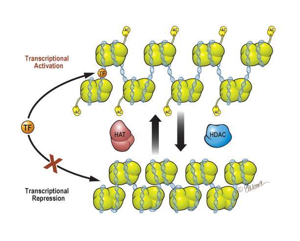 ©2023 Erin E. Moore, MA. This artwork is protected under international copyright laws and agreements. No part of this artwork may be reproduced, stored in a retrieval system, or transmitted in any form or by any means, electronic, mechanical, photocopying, recording, or otherwise, without the prior written permission of the artist.    