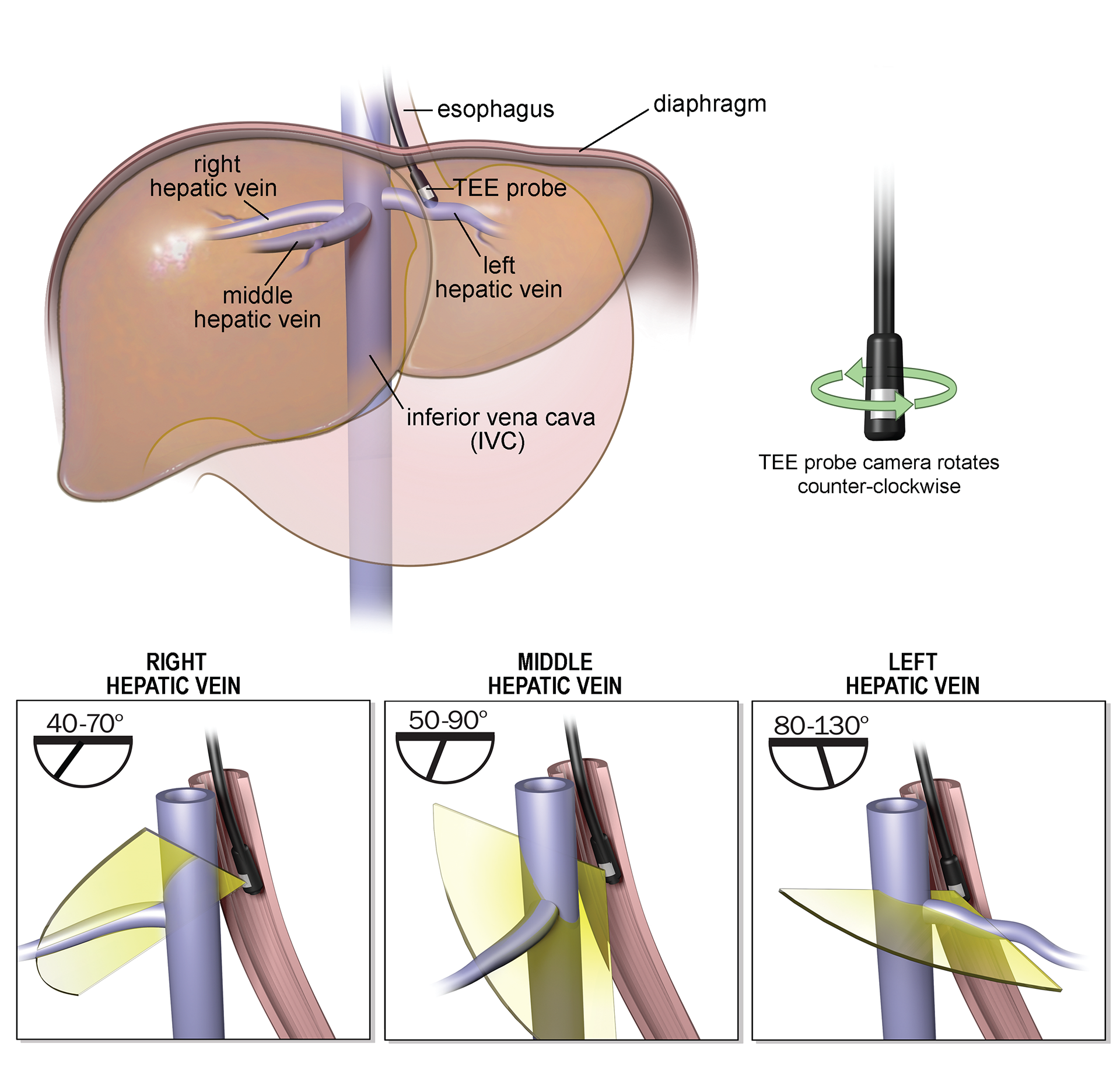 ©2024 Erin E. Moore, MA. This artwork is protected under international copyright laws and agreements. No part of this artwork may be reproduced, stored in a retrieval system, or transmitted in any form or by any means, electronic, mechanical, photocopying, recording, or otherwise, without the prior written permission of the artist.    