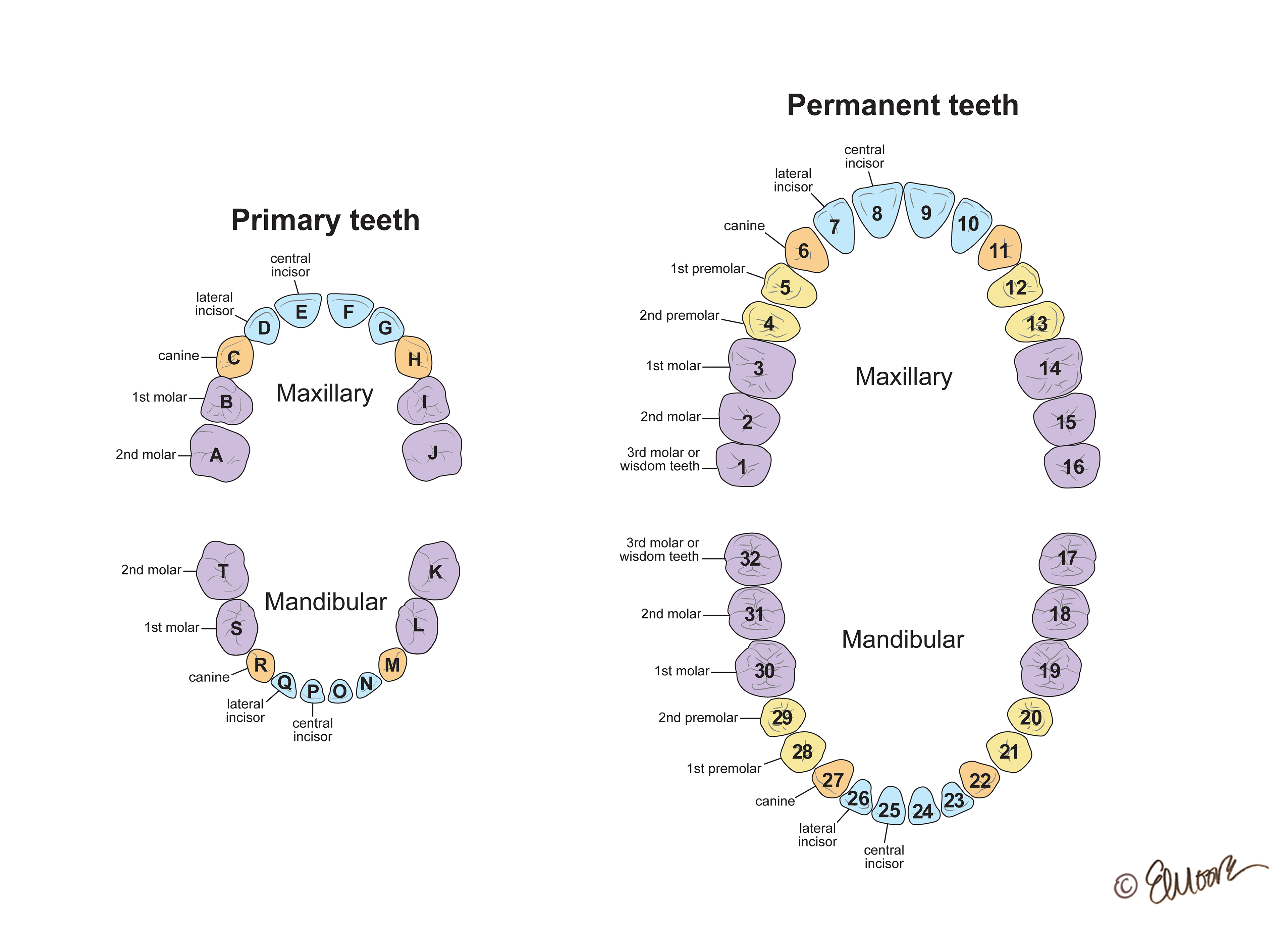 ©2024 Erin E. Moore, MA. This artwork is protected under international copyright laws and agreements. No part of this artwork may be reproduced, stored in a retrieval system, or transmitted in any form or by any means, electronic, mechanical, photocopying, recording, or otherwise, without the prior written permission of the artist.    