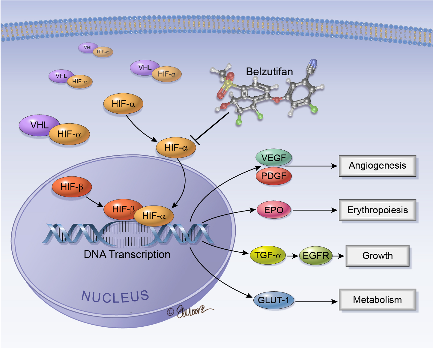 ©2023 Erin E. Moore, MA. This artwork is protected under international copyright laws and agreements. No part of this artwork may be reproduced, stored in a retrieval system, or transmitted in any form or by any means, electronic, mechanical, photocopying, recording, or otherwise, without the prior written permission of the artist.    
