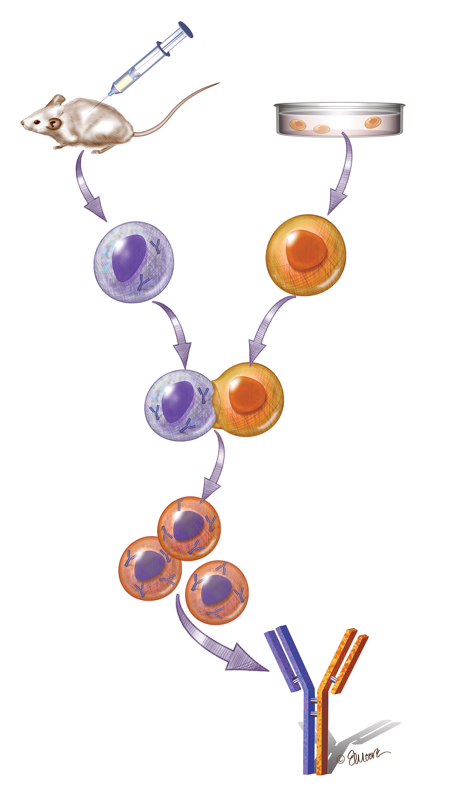 ©2023 Erin E. Moore, MA. This artwork is protected under international copyright laws and agreements. No part of this artwork may be reproduced, stored in a retrieval system, or transmitted in any form or by any means, electronic, mechanical, photocopying, recording, or otherwise, without the prior written permission of the artist.    