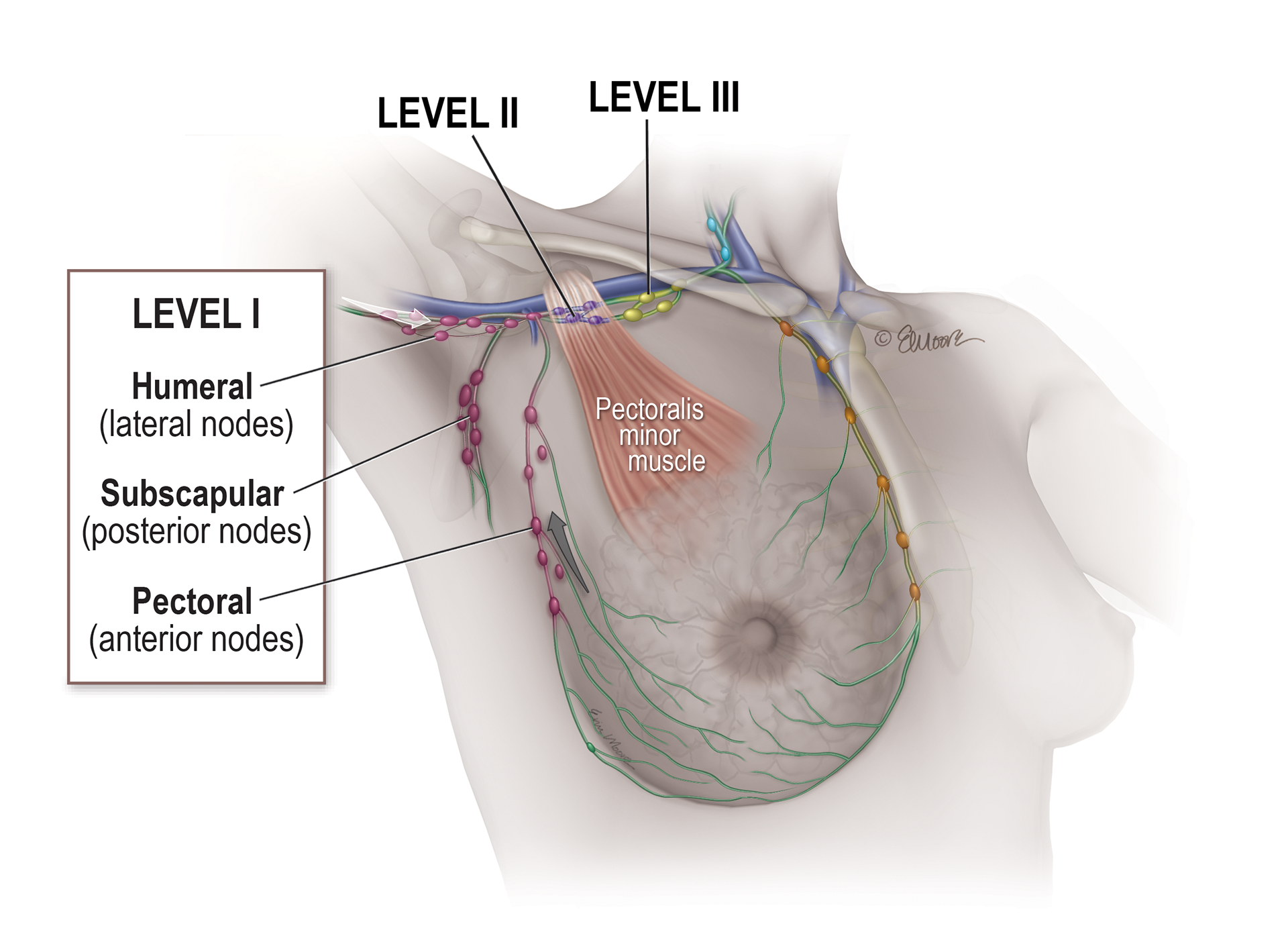 ©2024 Erin E. Moore, MA. This artwork is protected under international copyright laws and agreements. No part of this artwork may be reproduced, stored in a retrieval system, or transmitted in any form or by any means, electronic, mechanical, photocopying, recording, or otherwise, without the prior written permission of the artist.    
