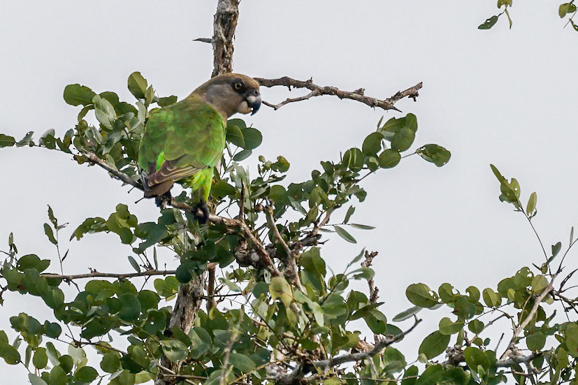 Poicephalus cryptoxanthus