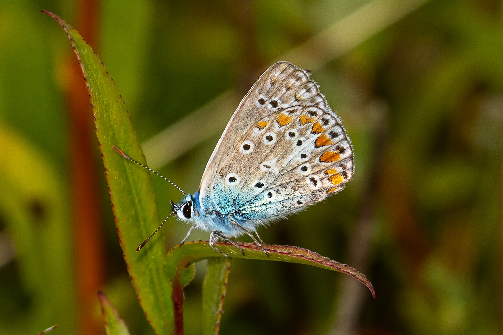 Polyommatus icarus