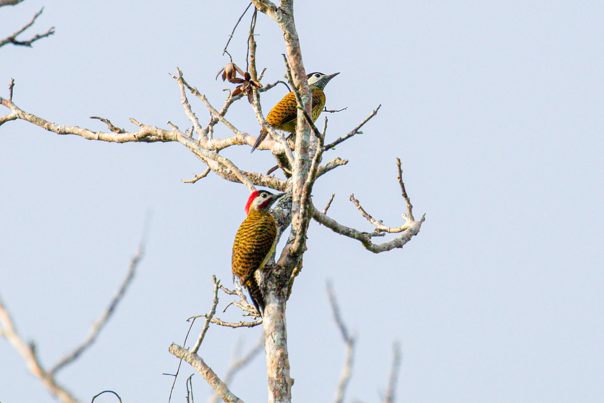 Colaptes punctigula guttatus