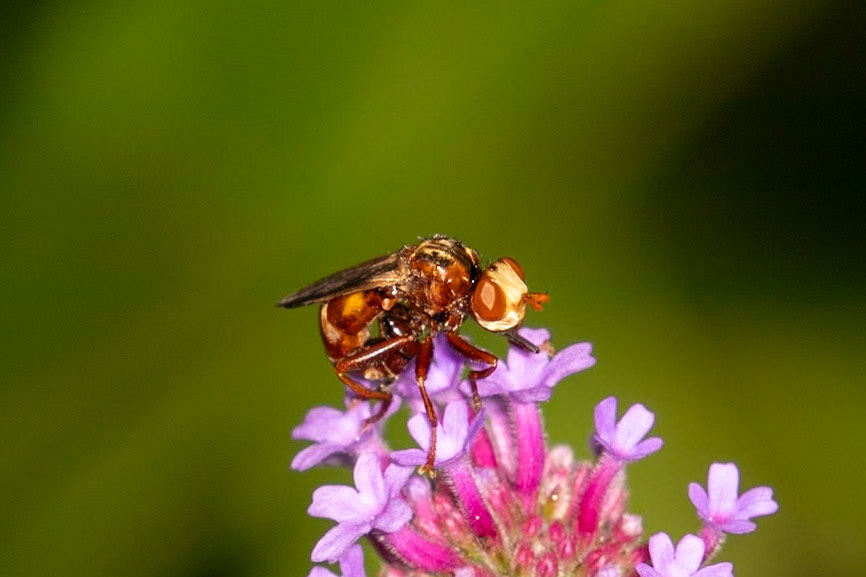 Sicus ferrugineus